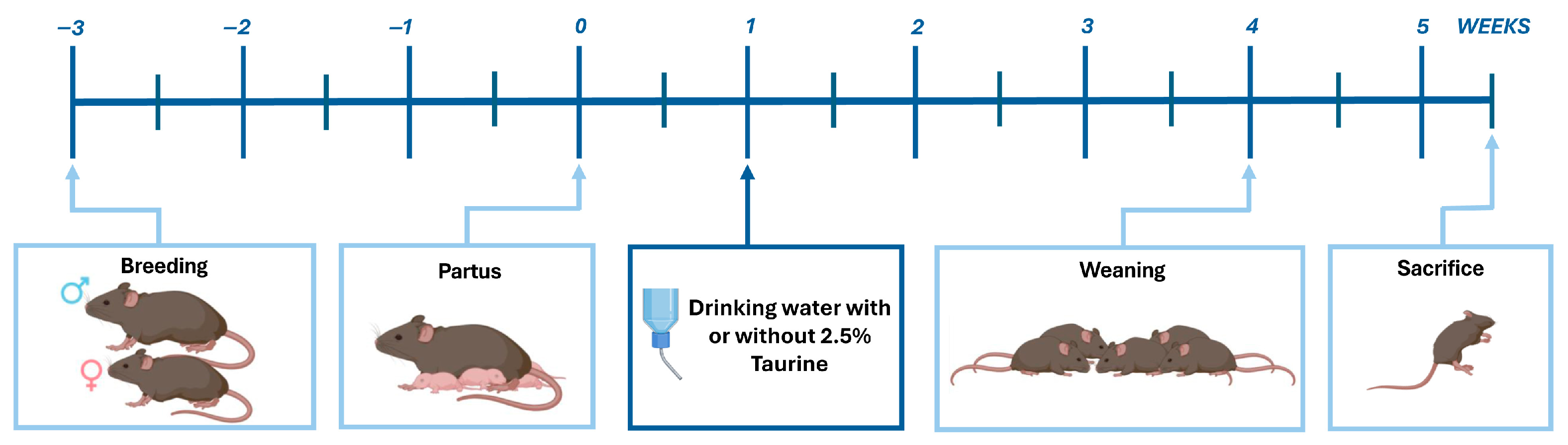 Brainsci 15 01175 g001