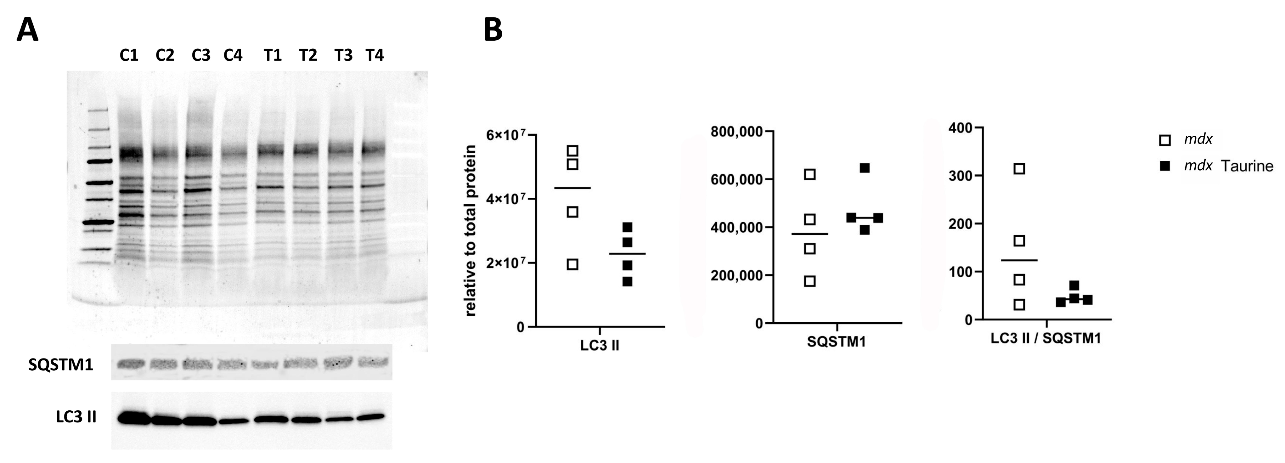 Brainsci 15 01175 g003