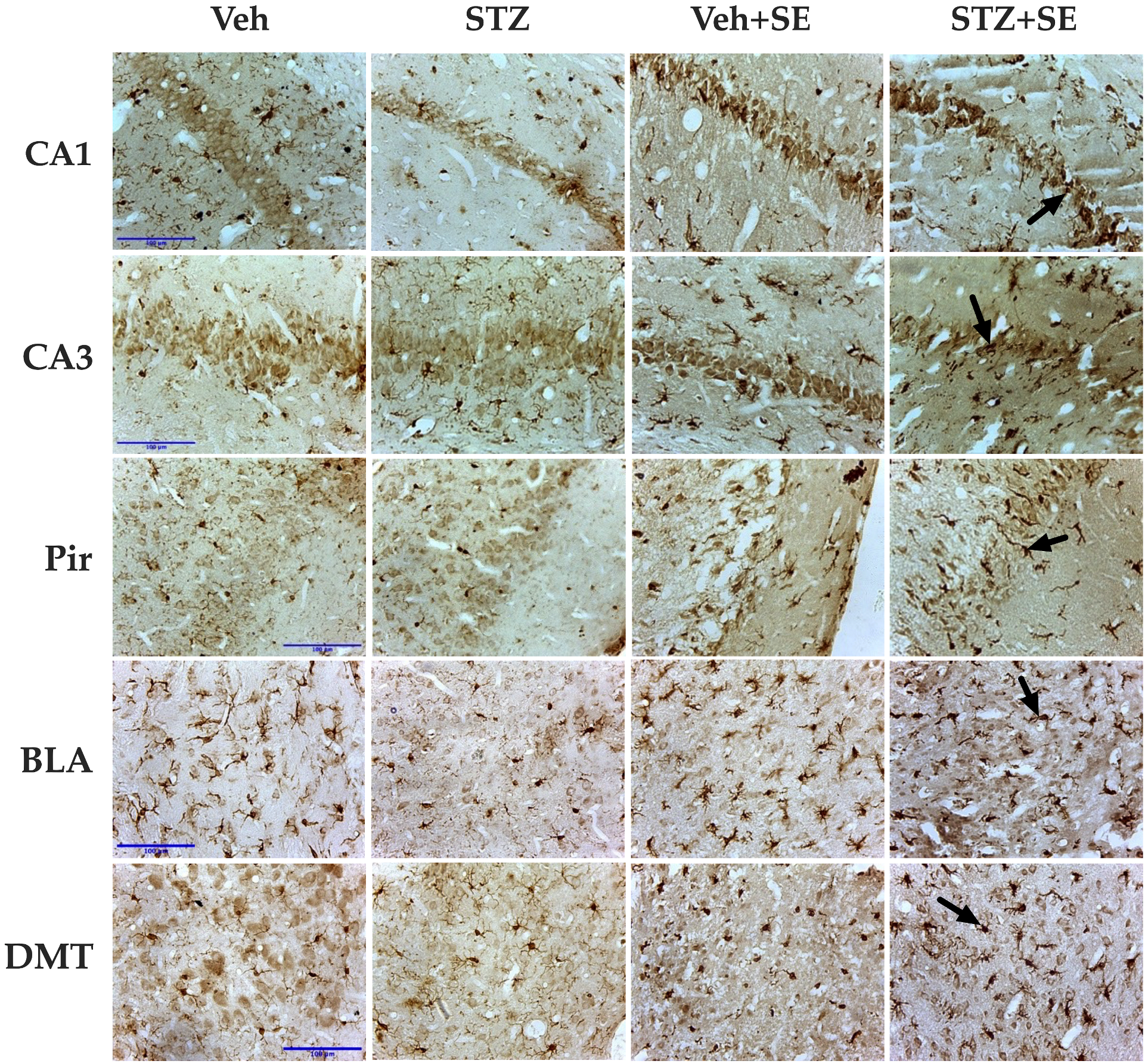 Brainsci 15 01227 g005 Brainsci 15 01227 g005