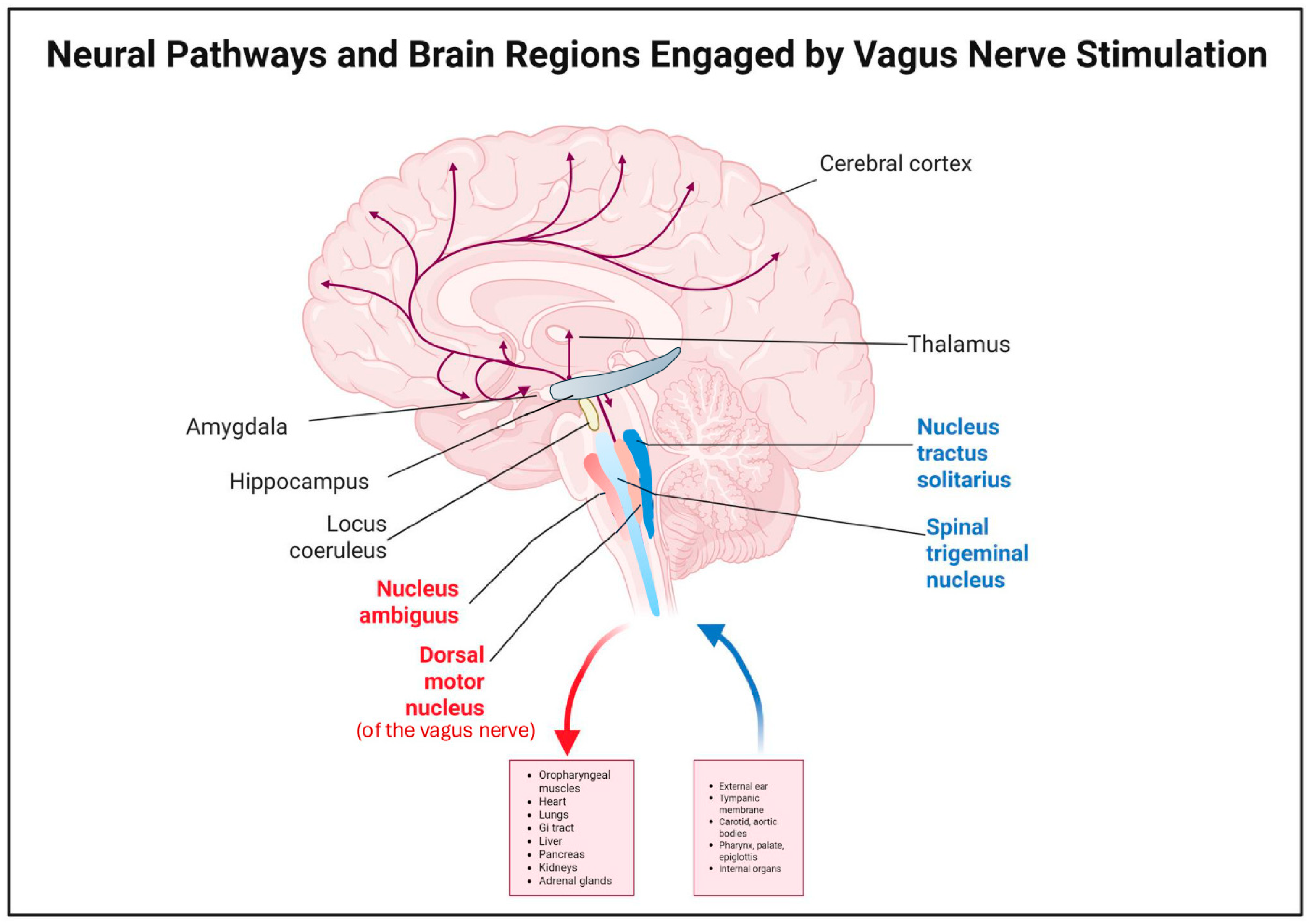 Brainsci 15 01236 g001