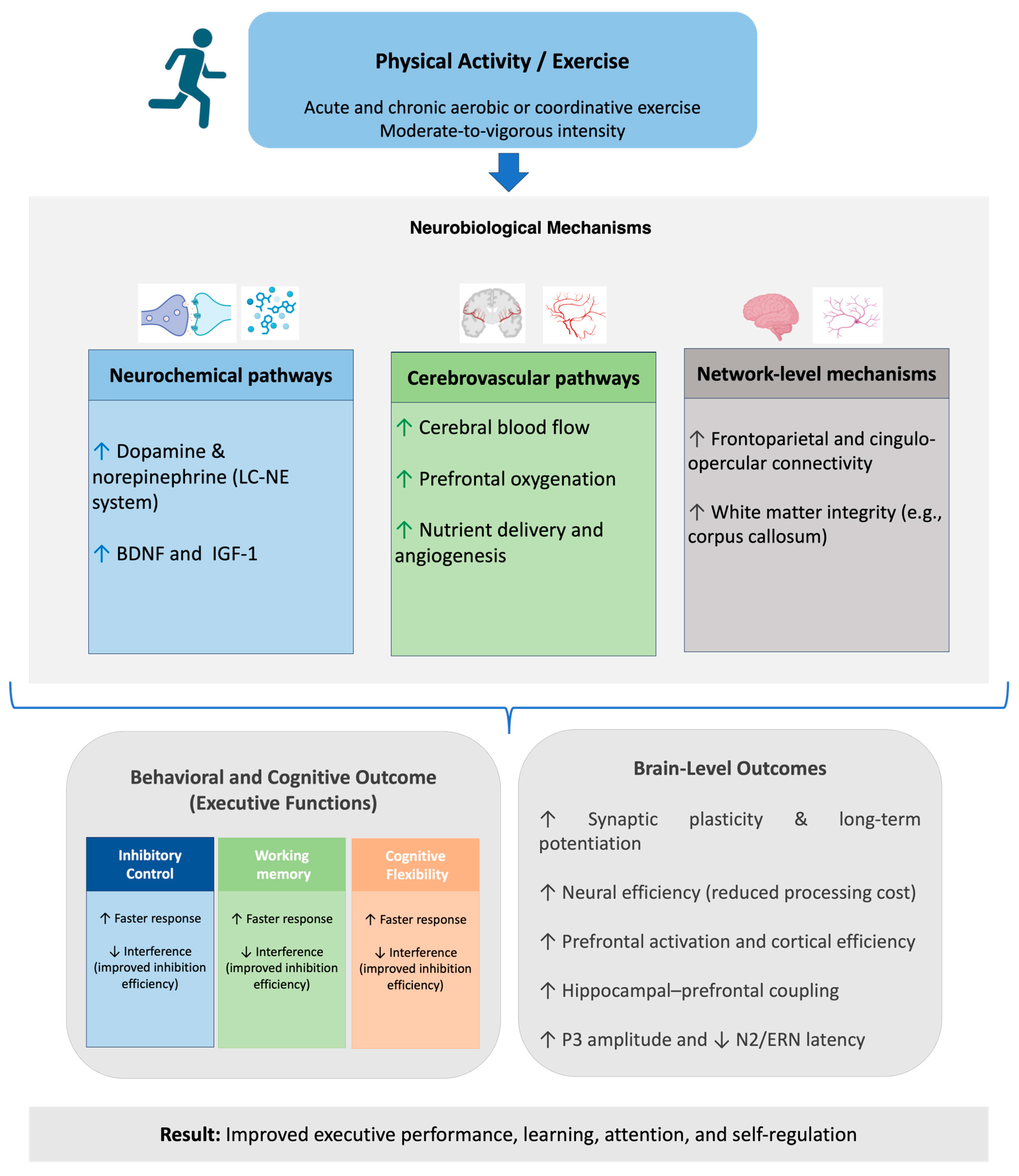 Brainsci 15 01238 g001