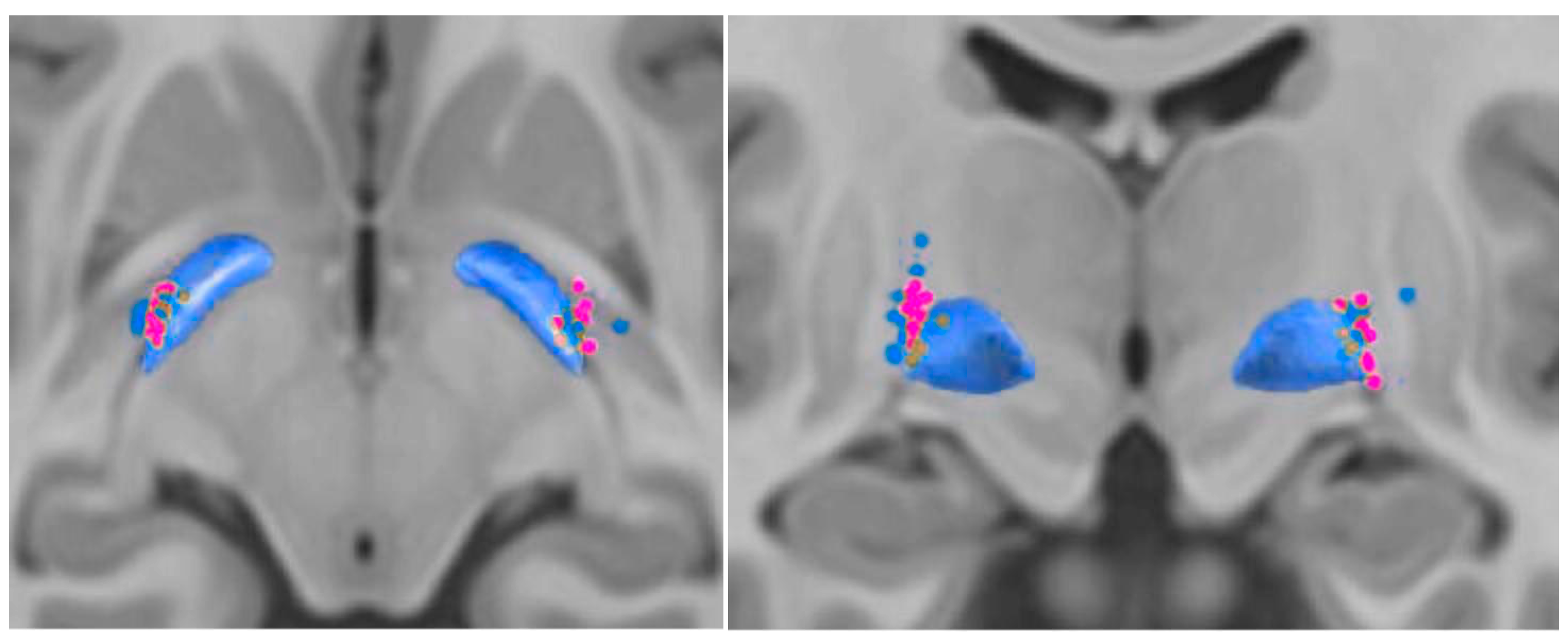 Brainsci 15 01245 g001