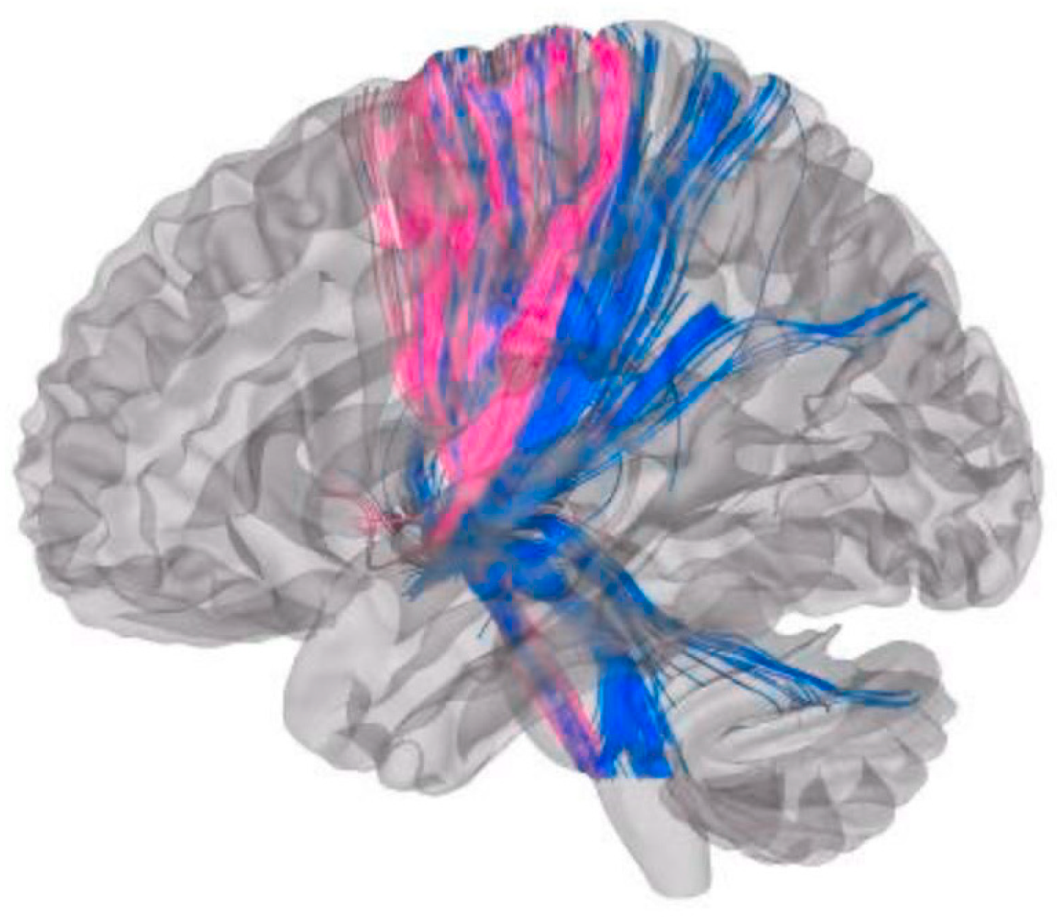 Brainsci 15 01245 g002