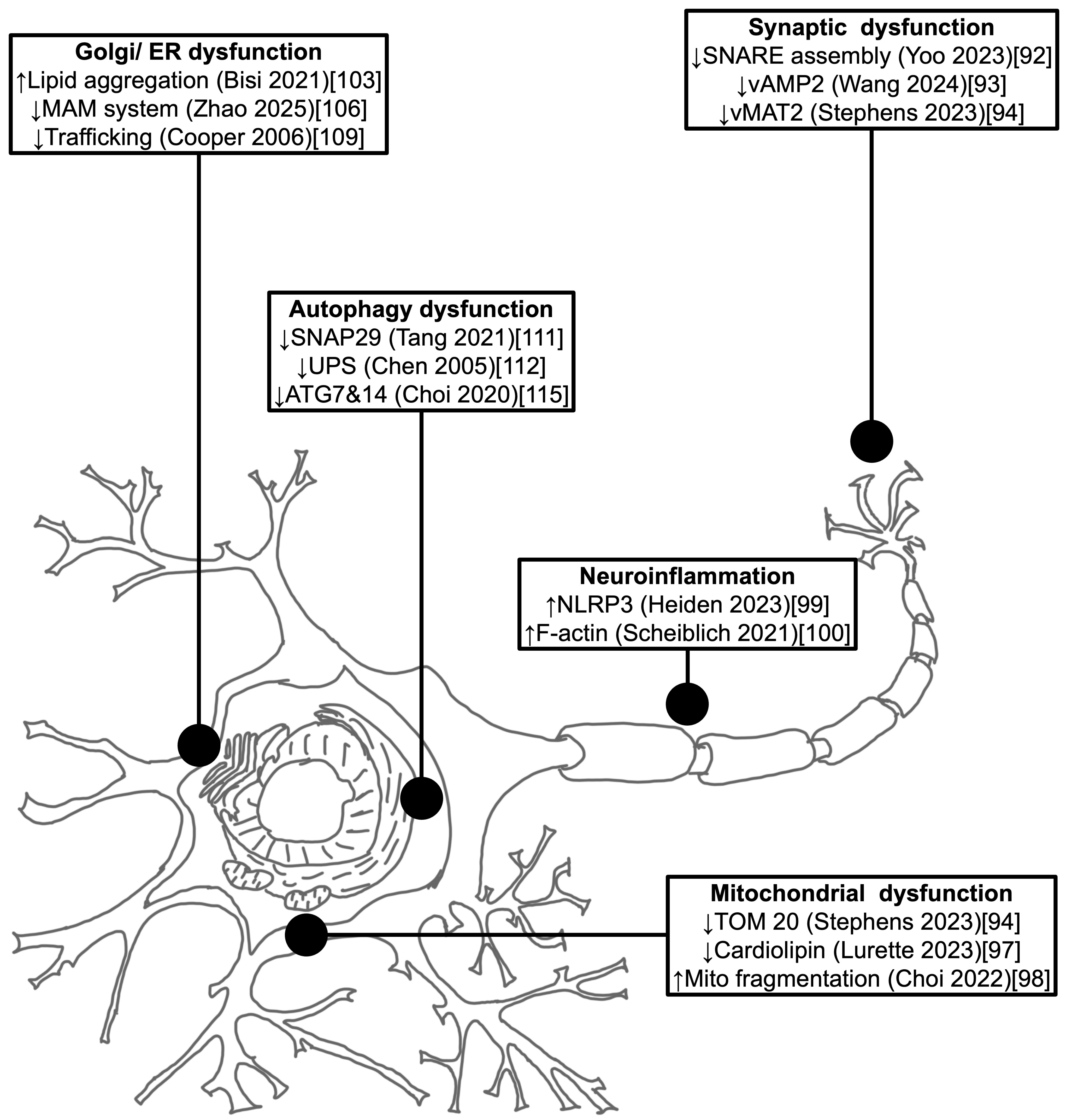 Brainsci 15 01260 g002