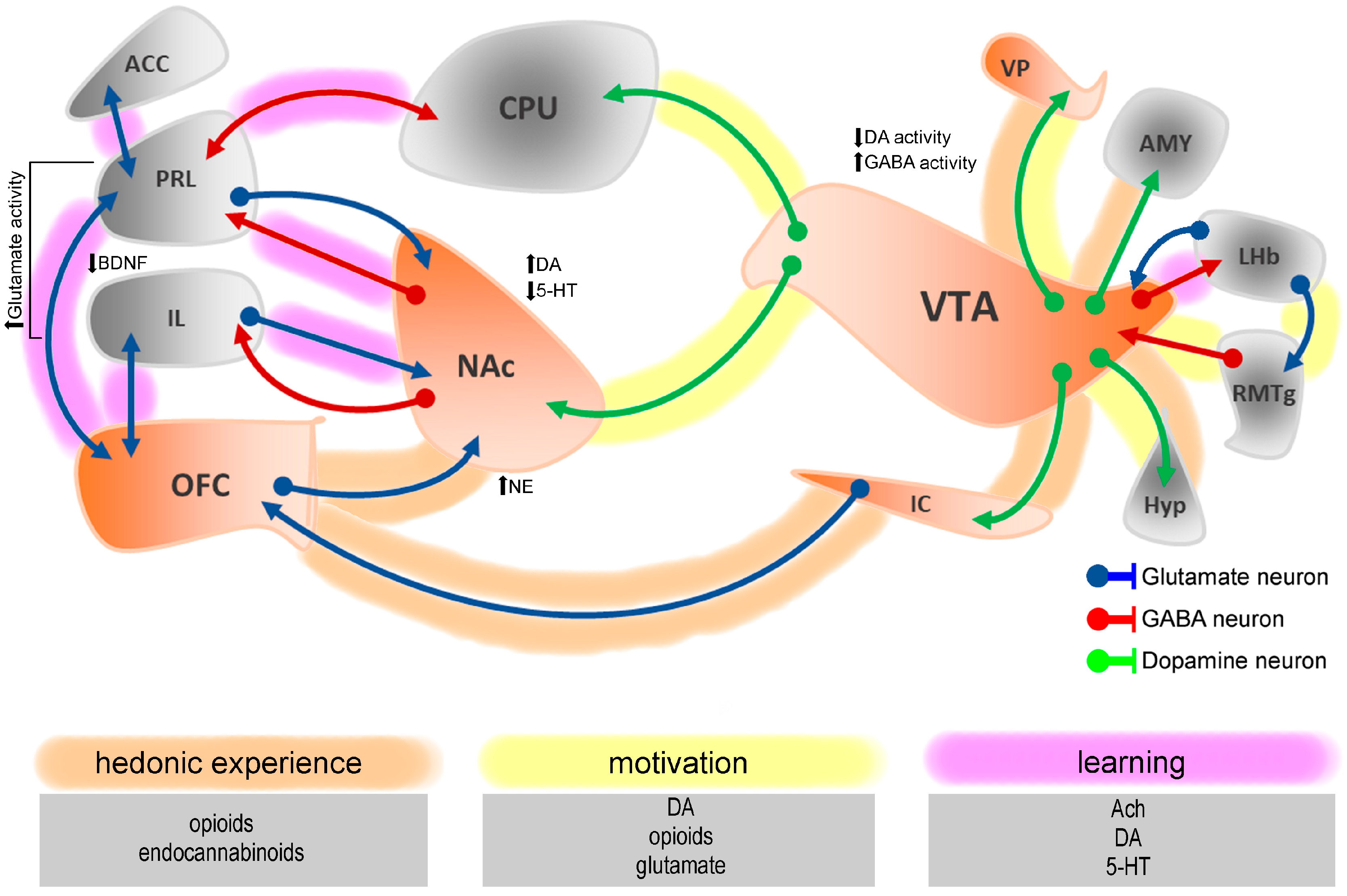 Brainsci 15 01265 g001