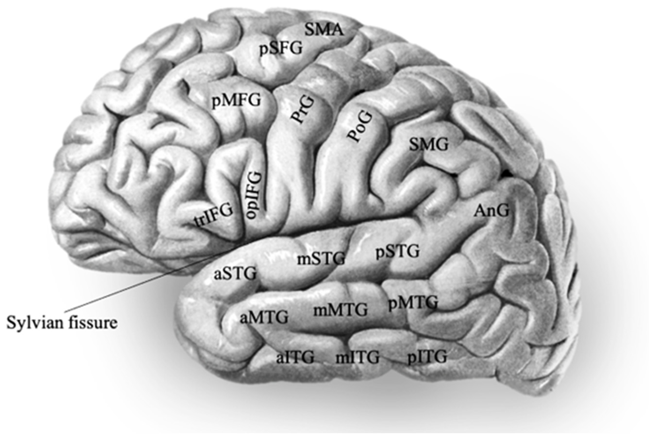 Brainsci 15 01267 g002 Brainsci 15 01267 g002