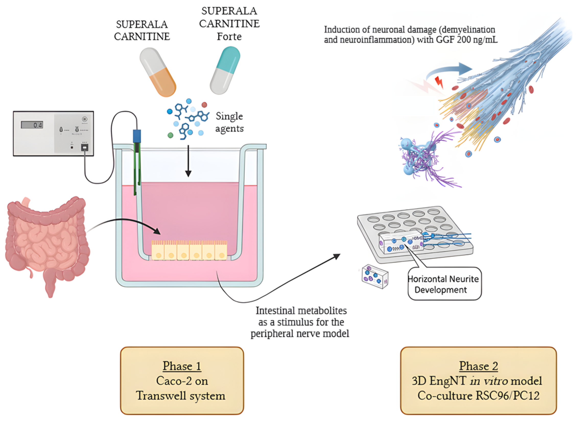 Brainsci 15 01340 g001