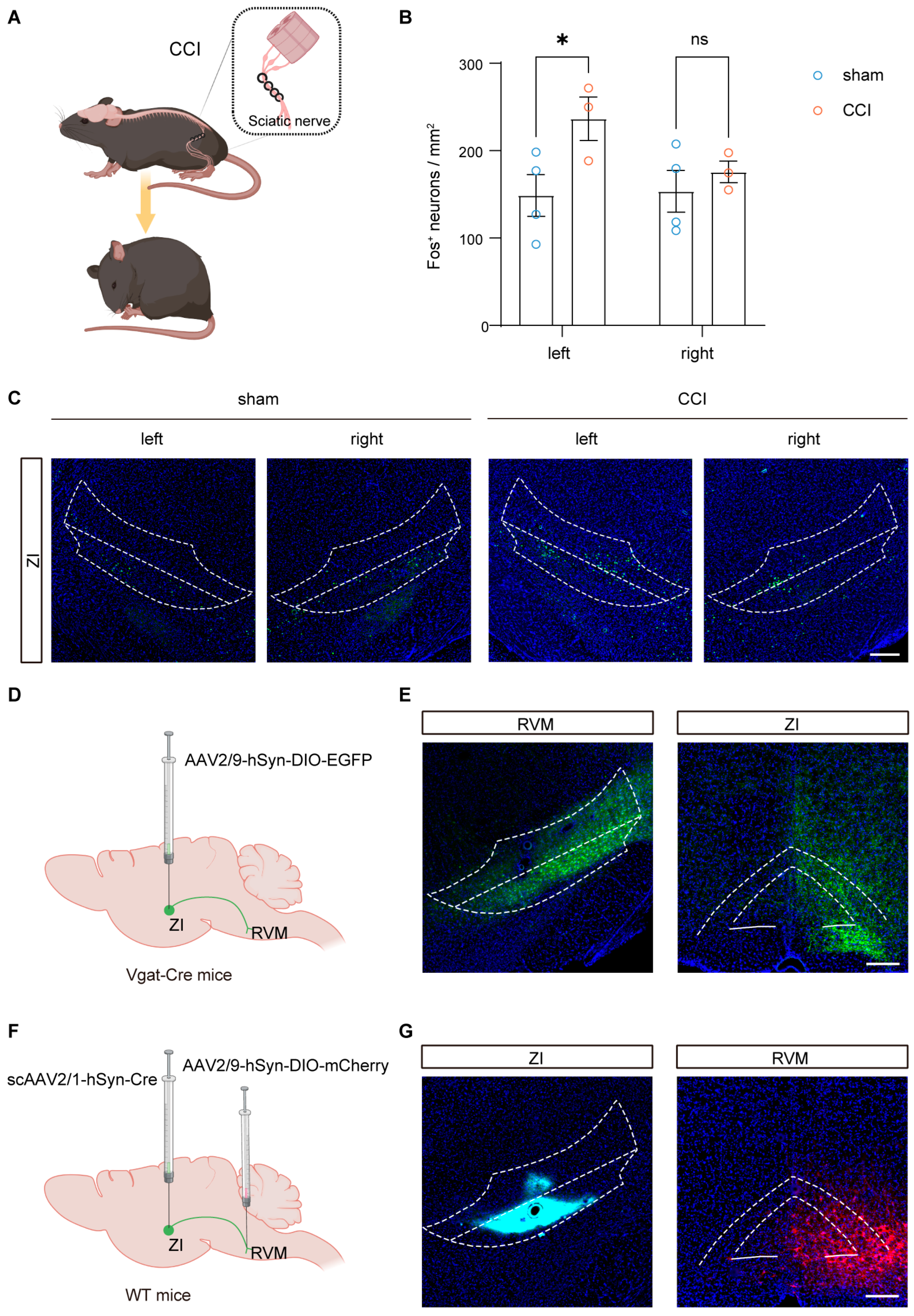Brainsci 16 00072 g001