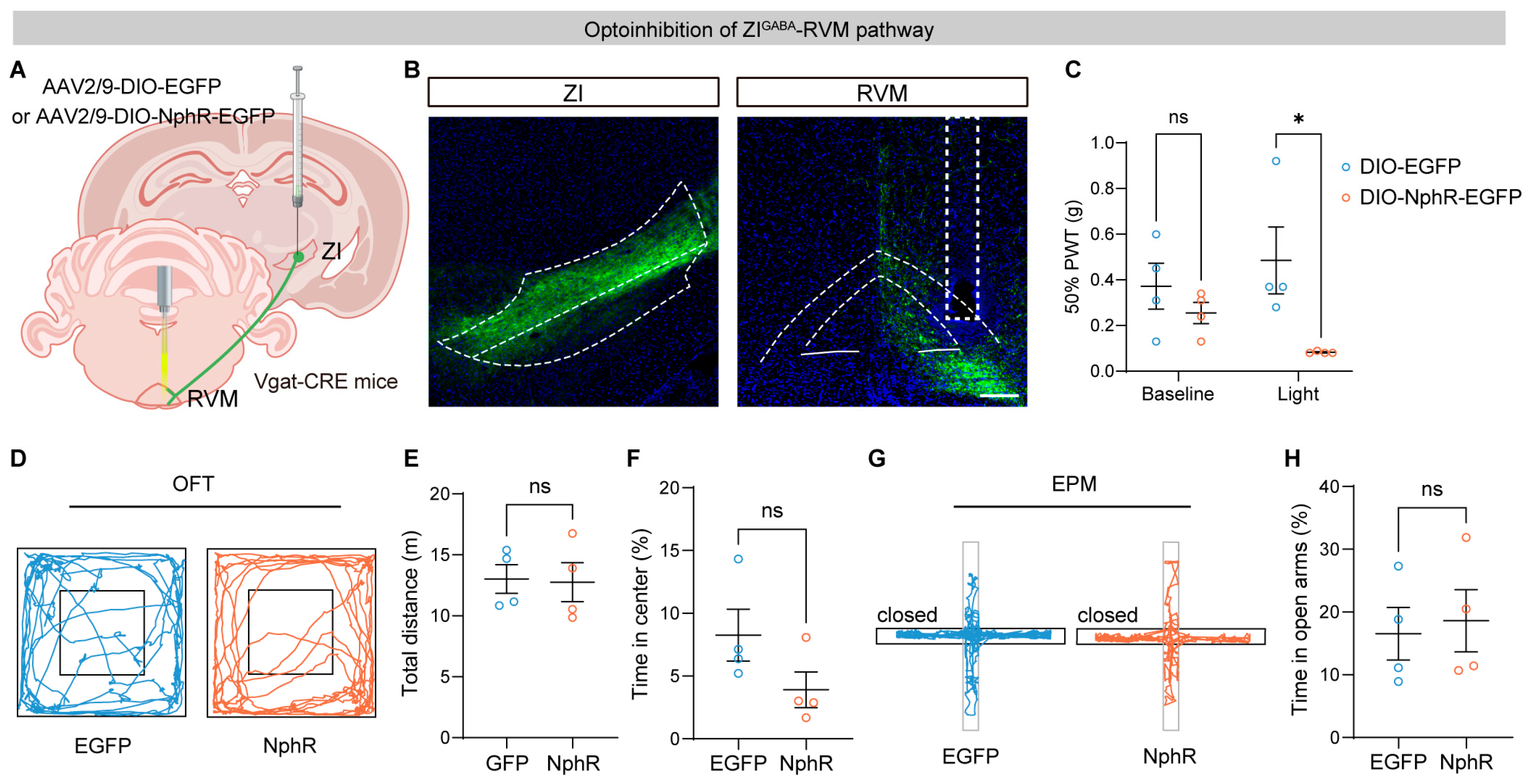 Brainsci 16 00072 g002