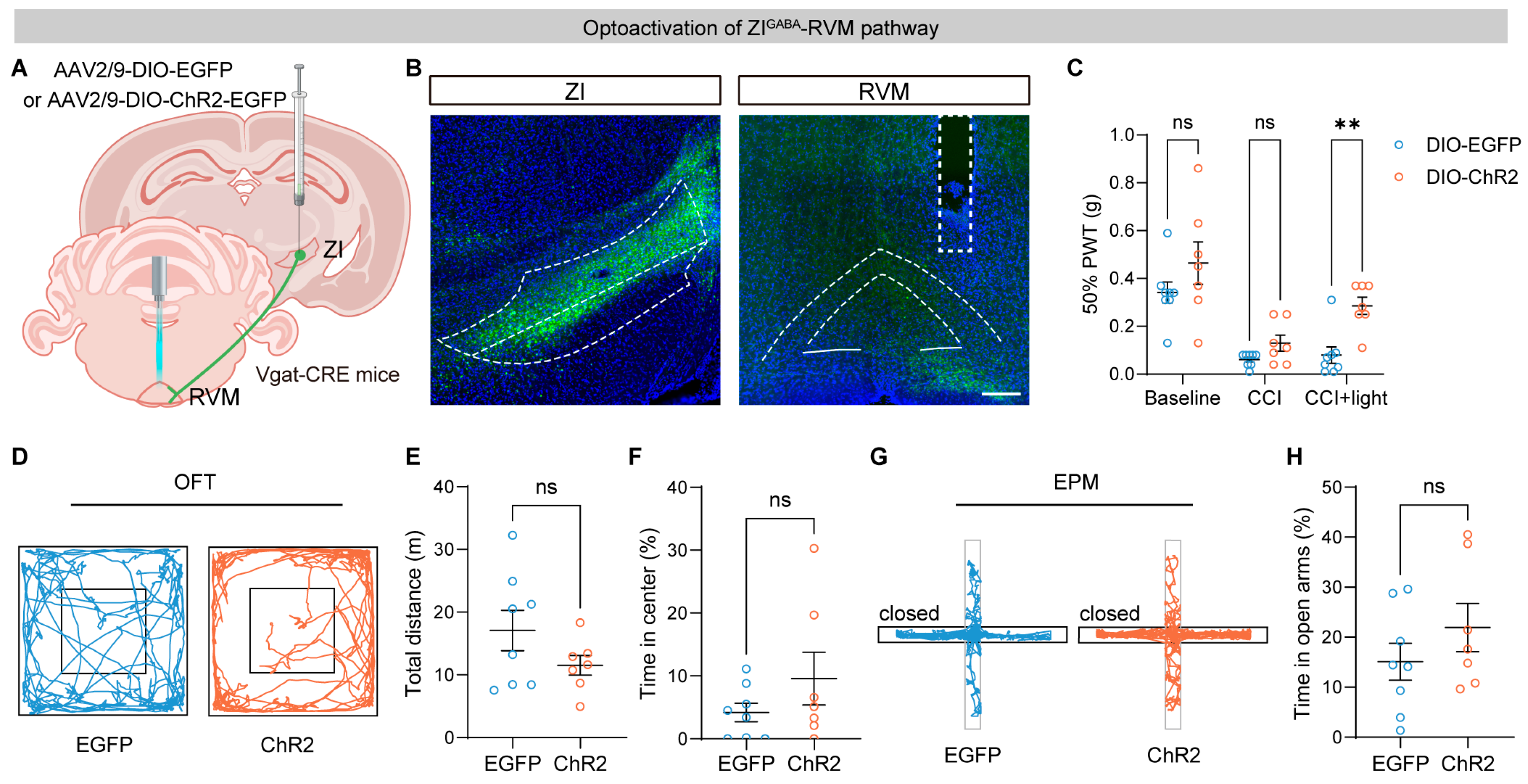 Brainsci 16 00072 g004