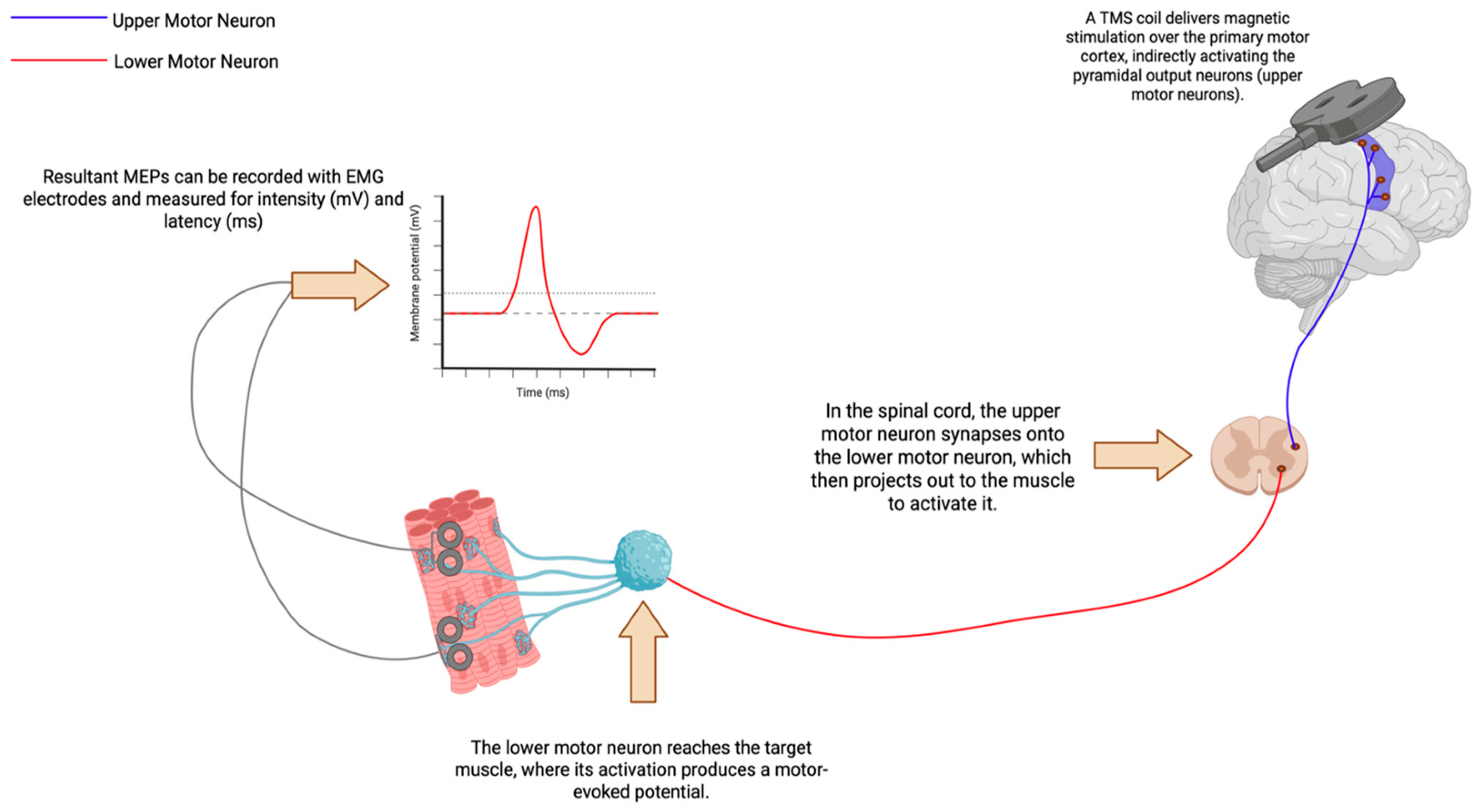 Brainsci 16 00101 g001