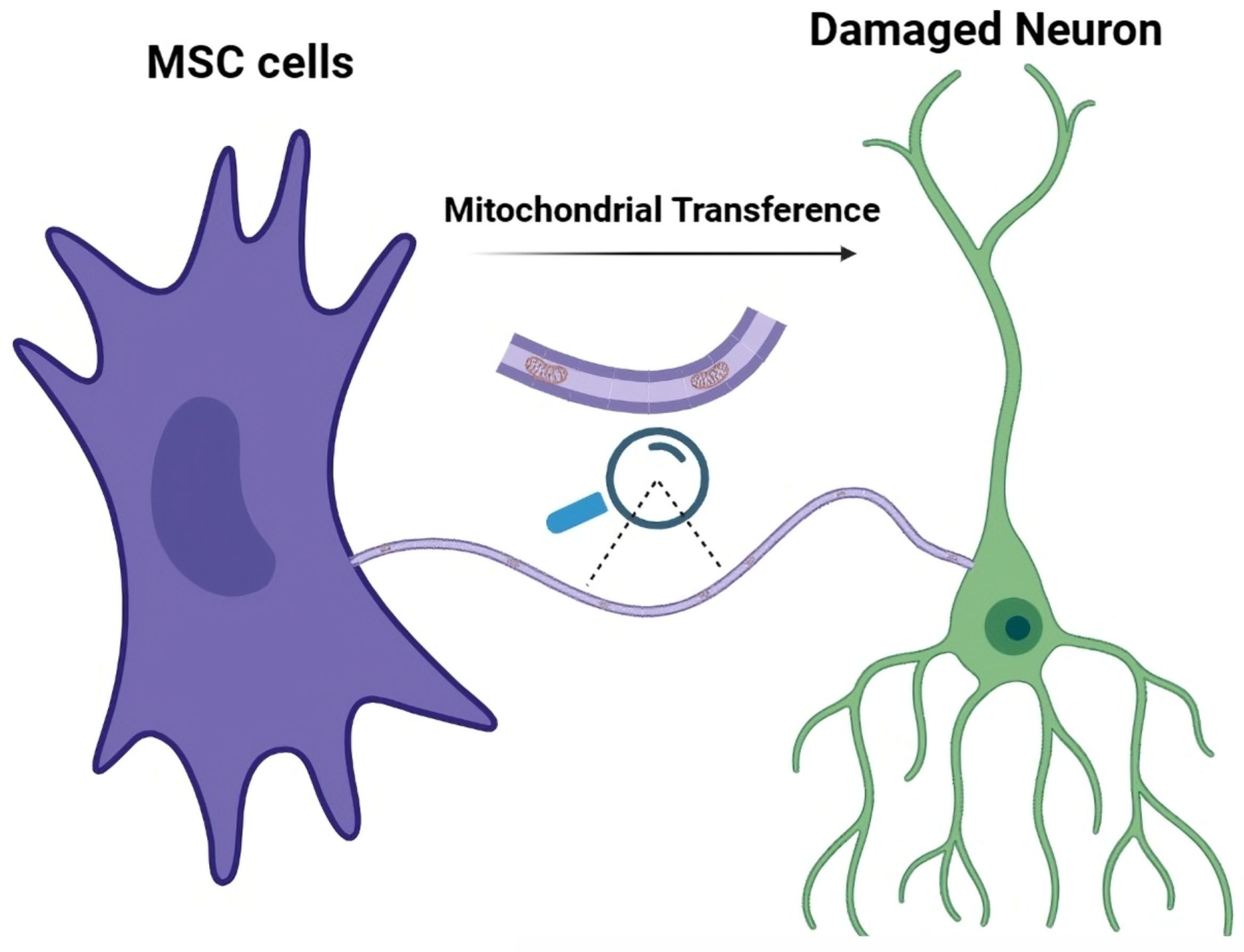 Tunneling Nanotubes in Astrocyte–Neuron Crosstalk: From