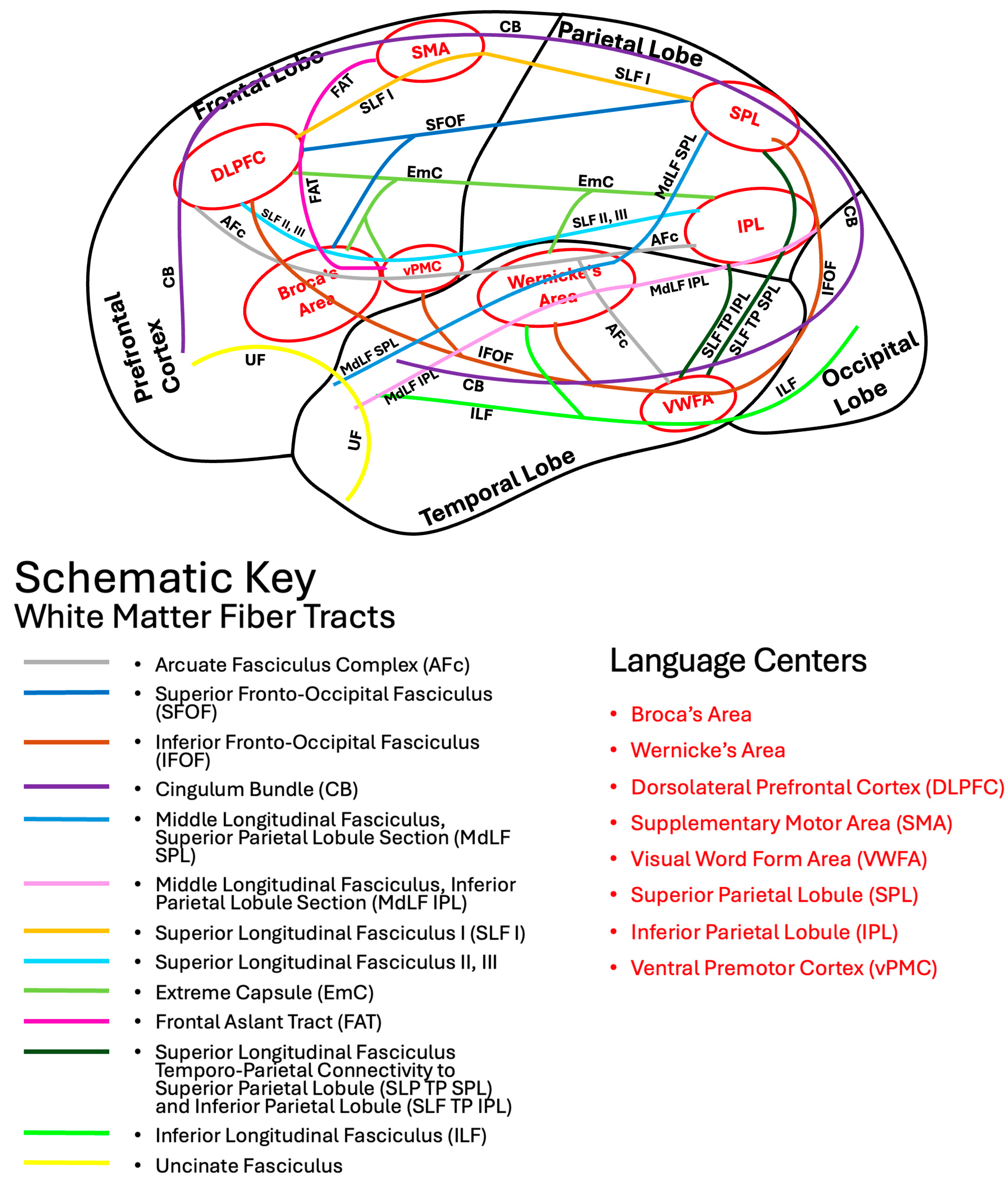 Brainsci 16 00142 g002 Brainsci 16 00142 g002