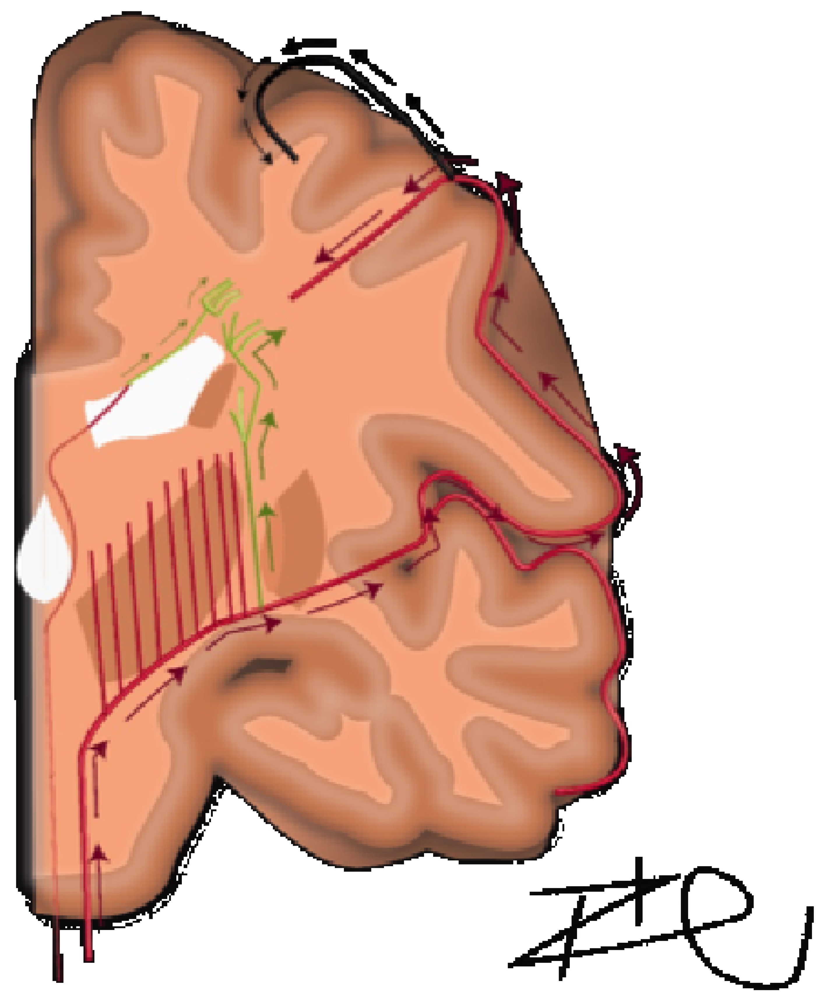 Brainsci 16 00160 g001