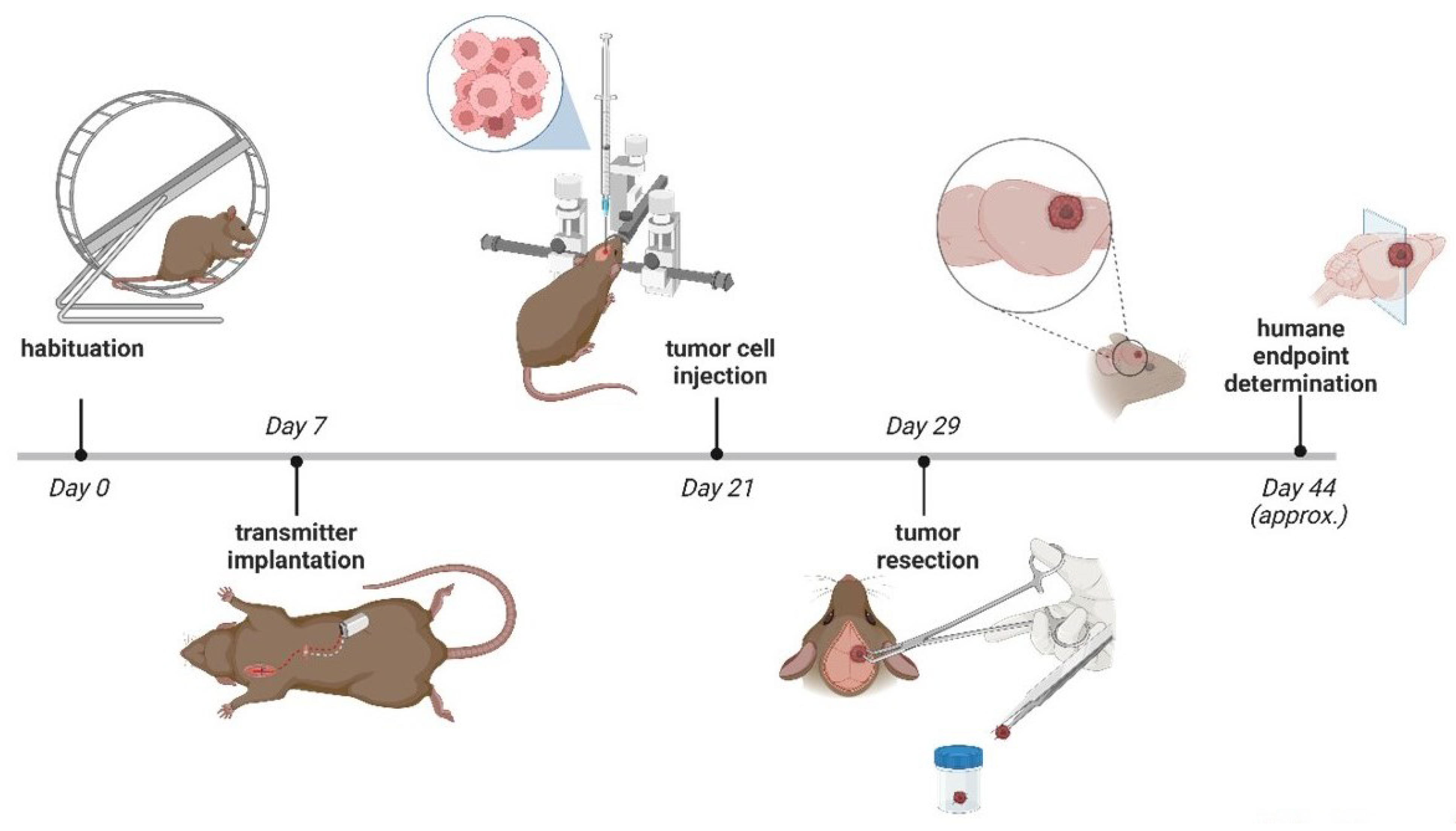 Brainsci 16 00635 g001 Brainsci 16 00635 g001