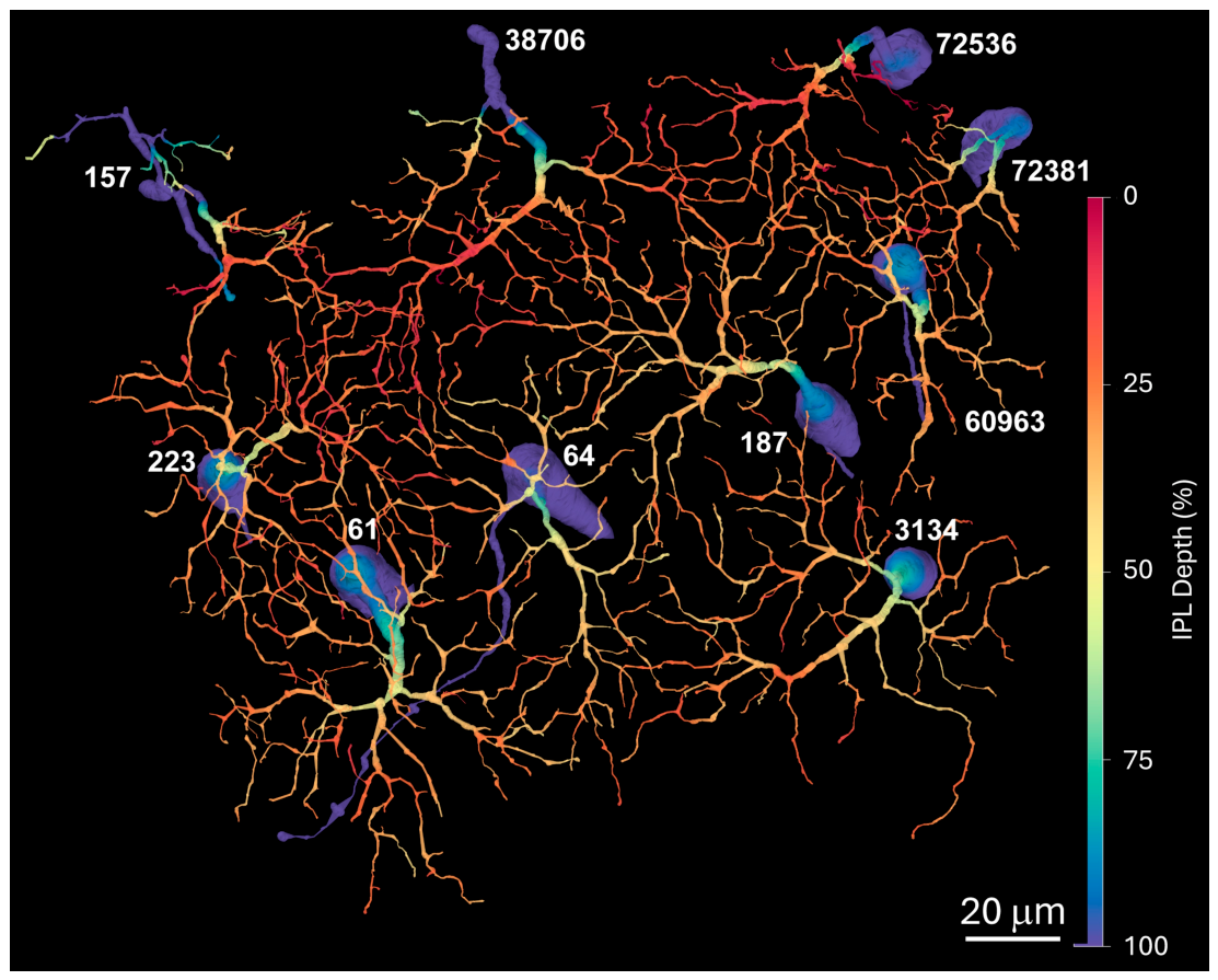 Brainsci 16 00638 g001 Brainsci 16 00638 g001