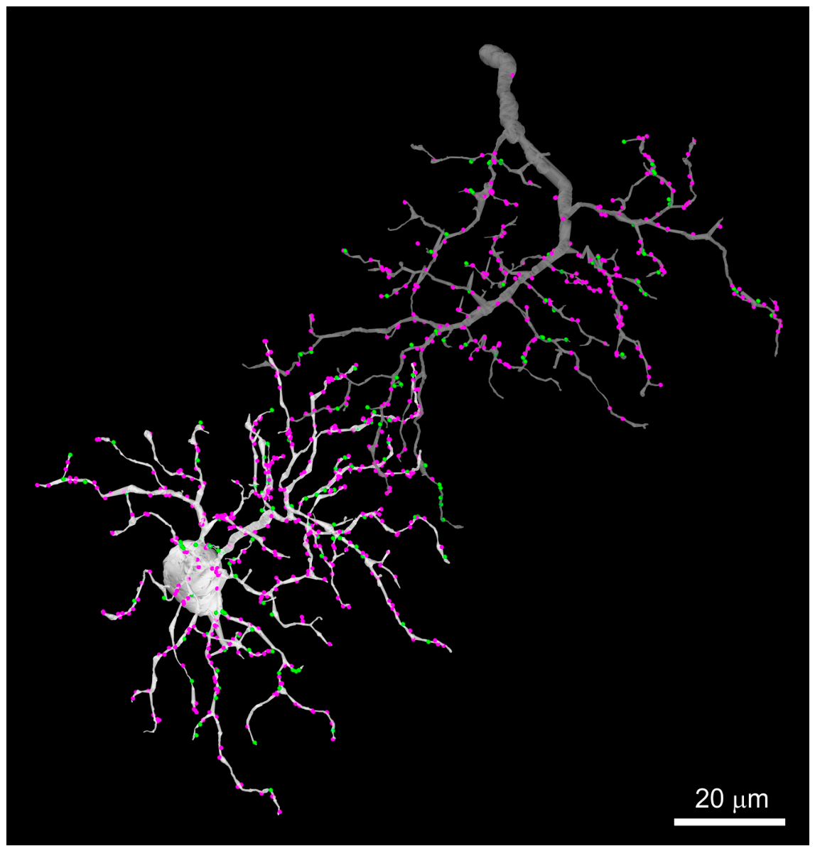 Brainsci 16 00638 g002 Brainsci 16 00638 g002