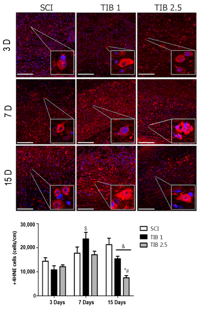 Brainsci 16 00711 g001 Brainsci 16 00711 g001