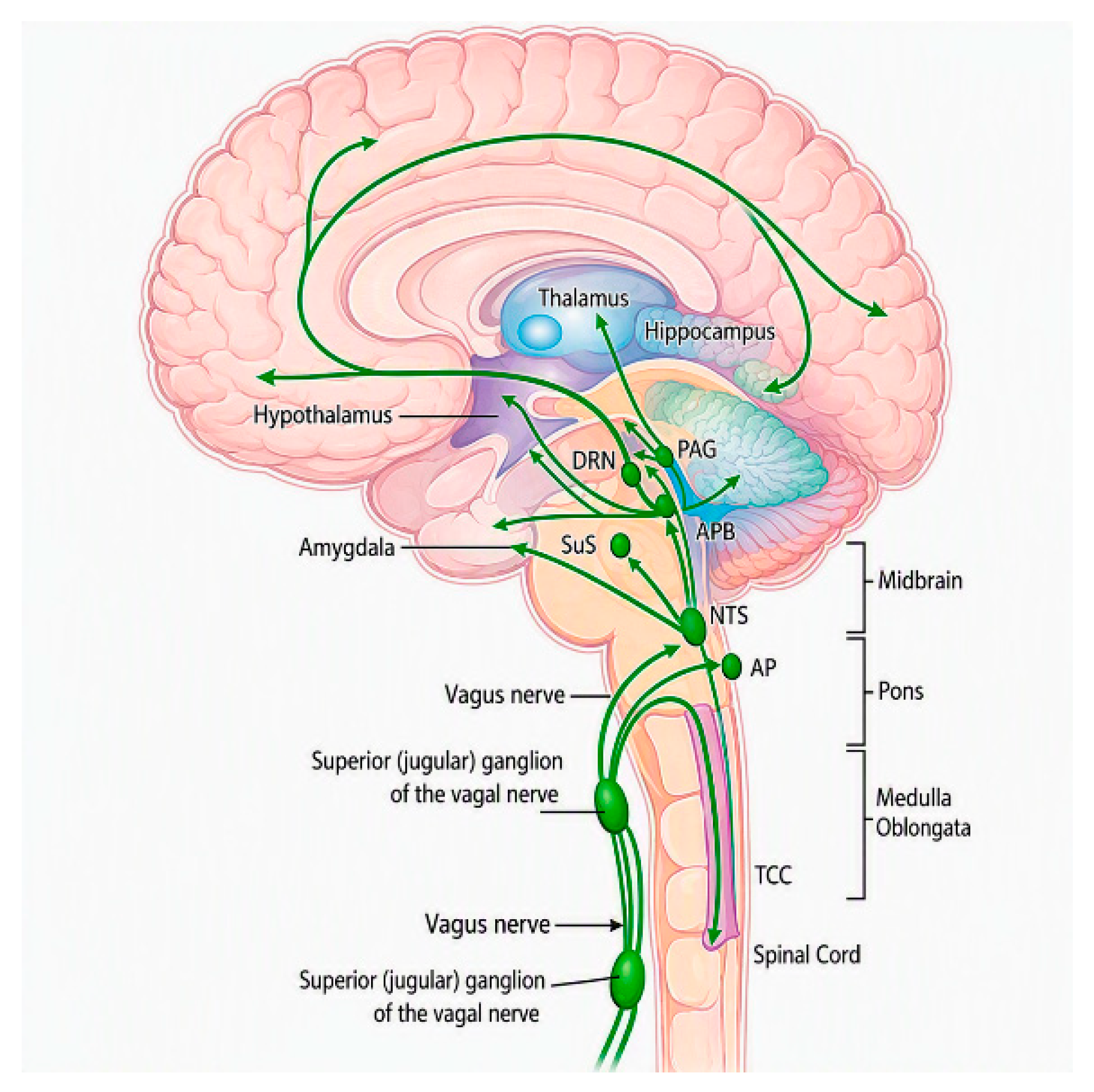 Brainsci 16 00979 g001 Brainsci 16 00979 g001