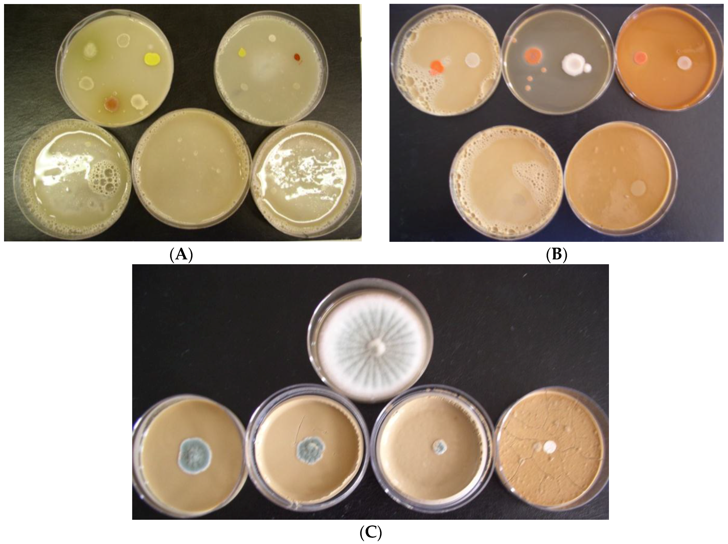 Buildings Free Full Text Antimicrobial Efficiency Of - 