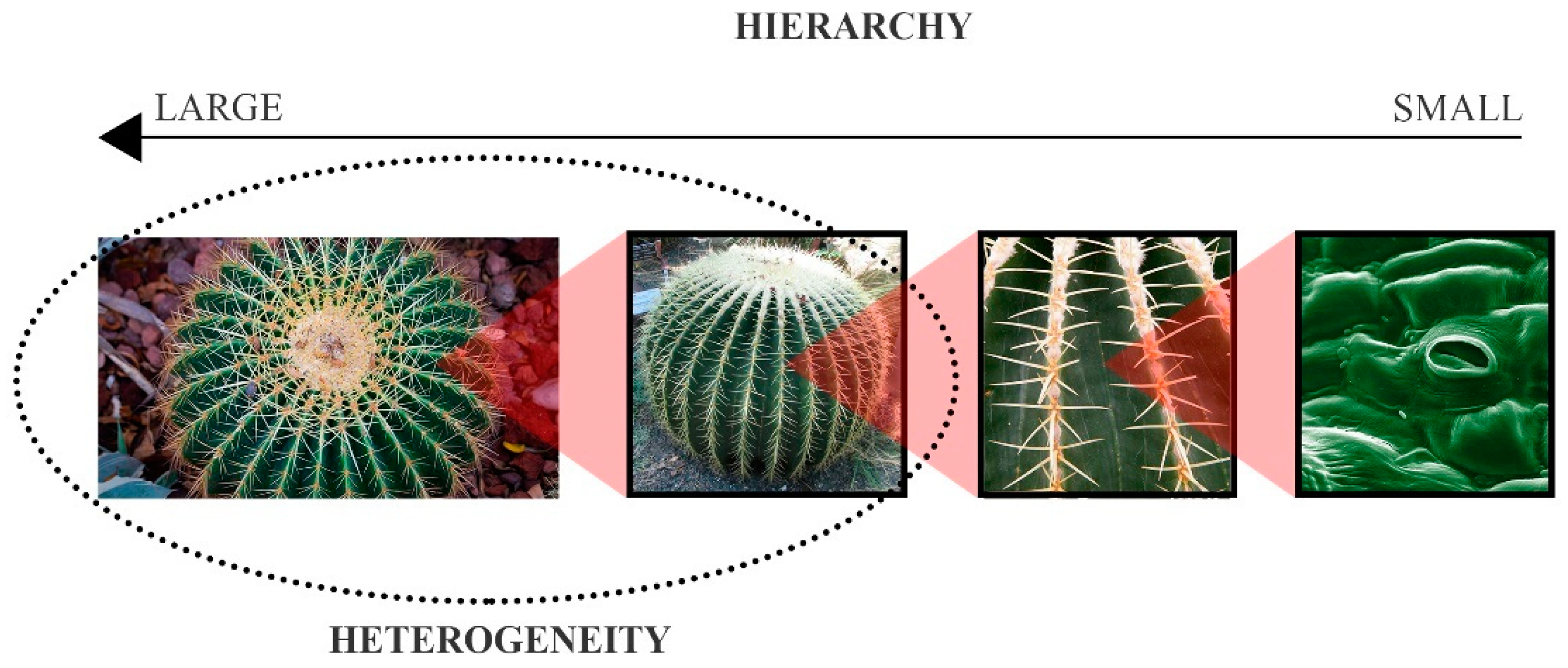 Buildings Free Full Text A Framework To Achieve Multifunctionality In Biomimetic Adaptive Building Skins Html