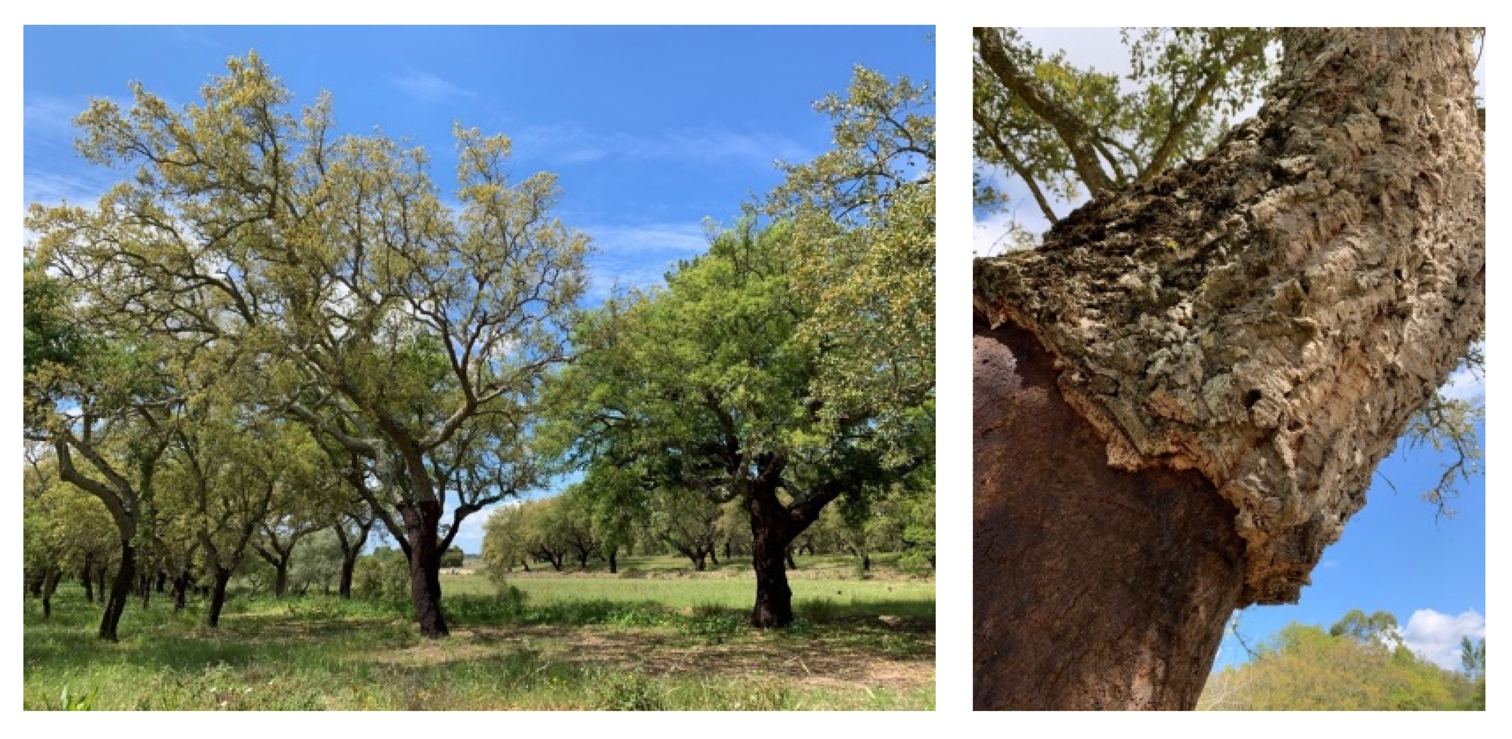 Buildings 11 00083 g001