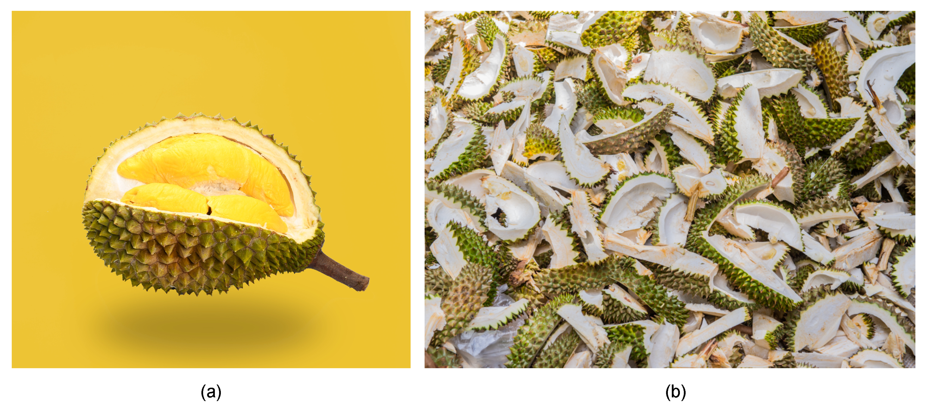 durian essay