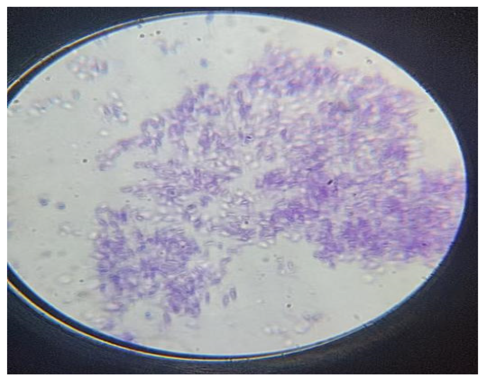 Buildings 15 00874 g002