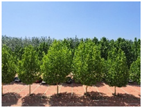 Buildings 15 02804 i008