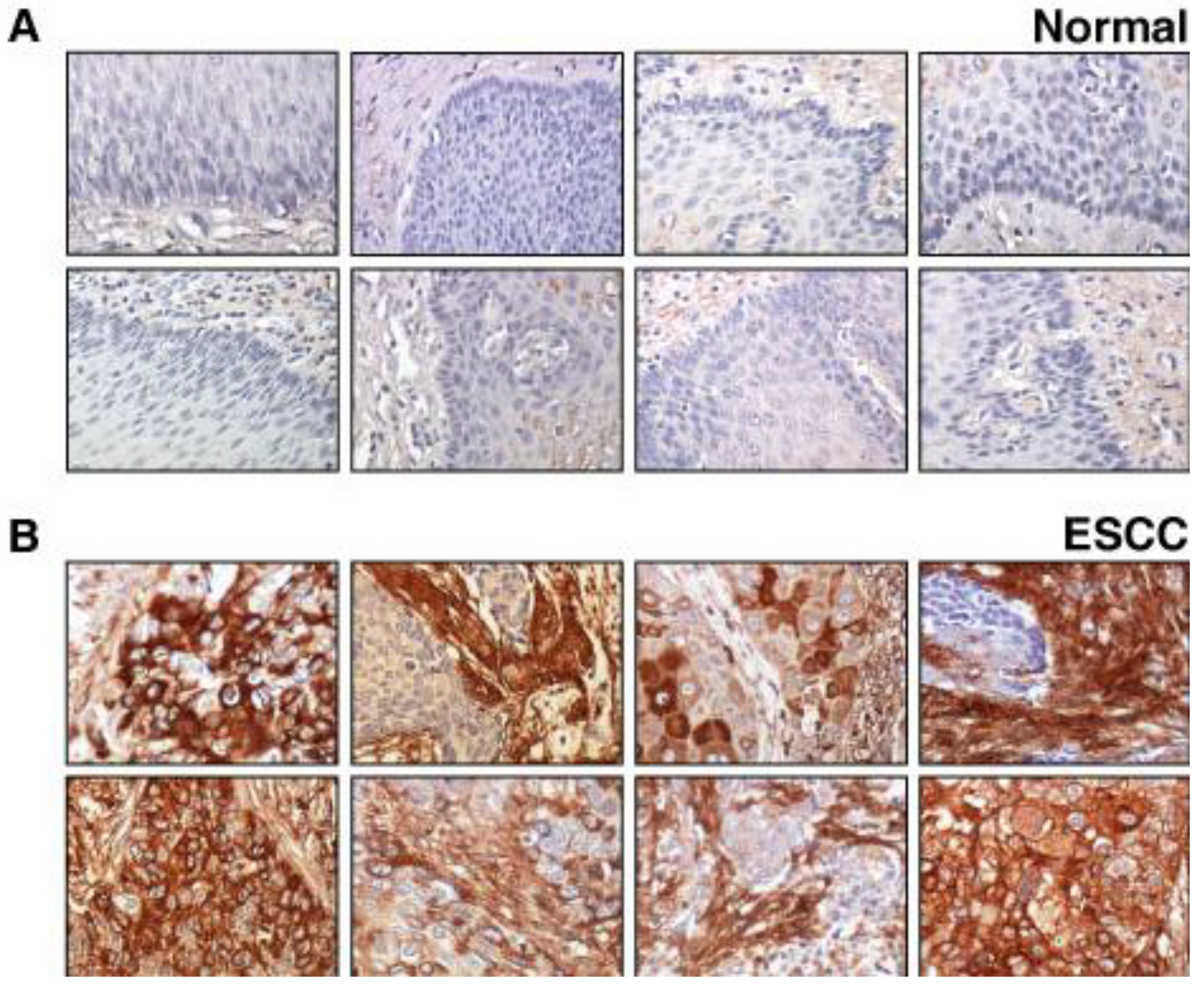 Cancers 02 00133 g003