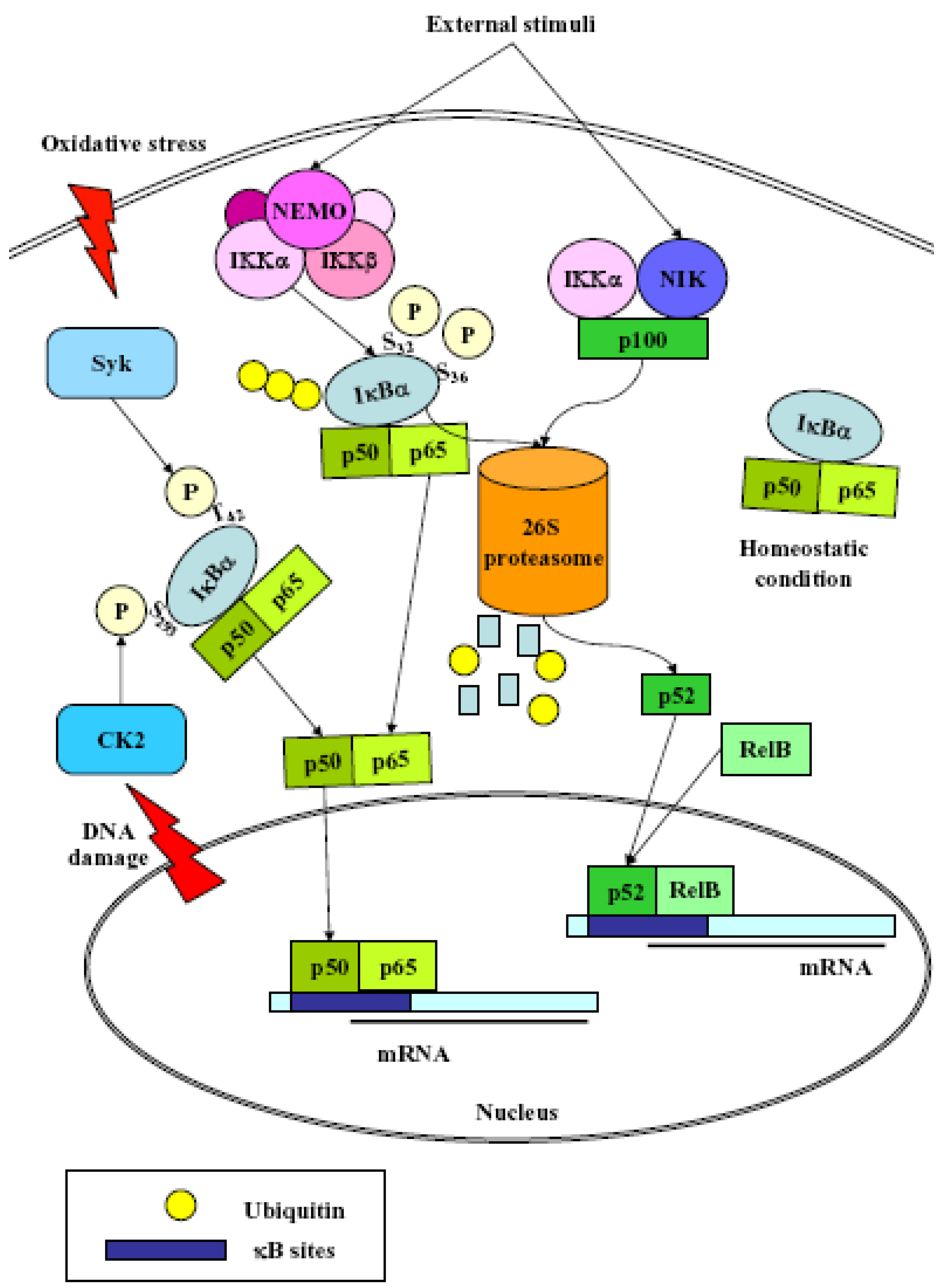 Cancers | Free Full-Text Nrf2 NF-κB and Their Concerted Modulation Cancer and Progression