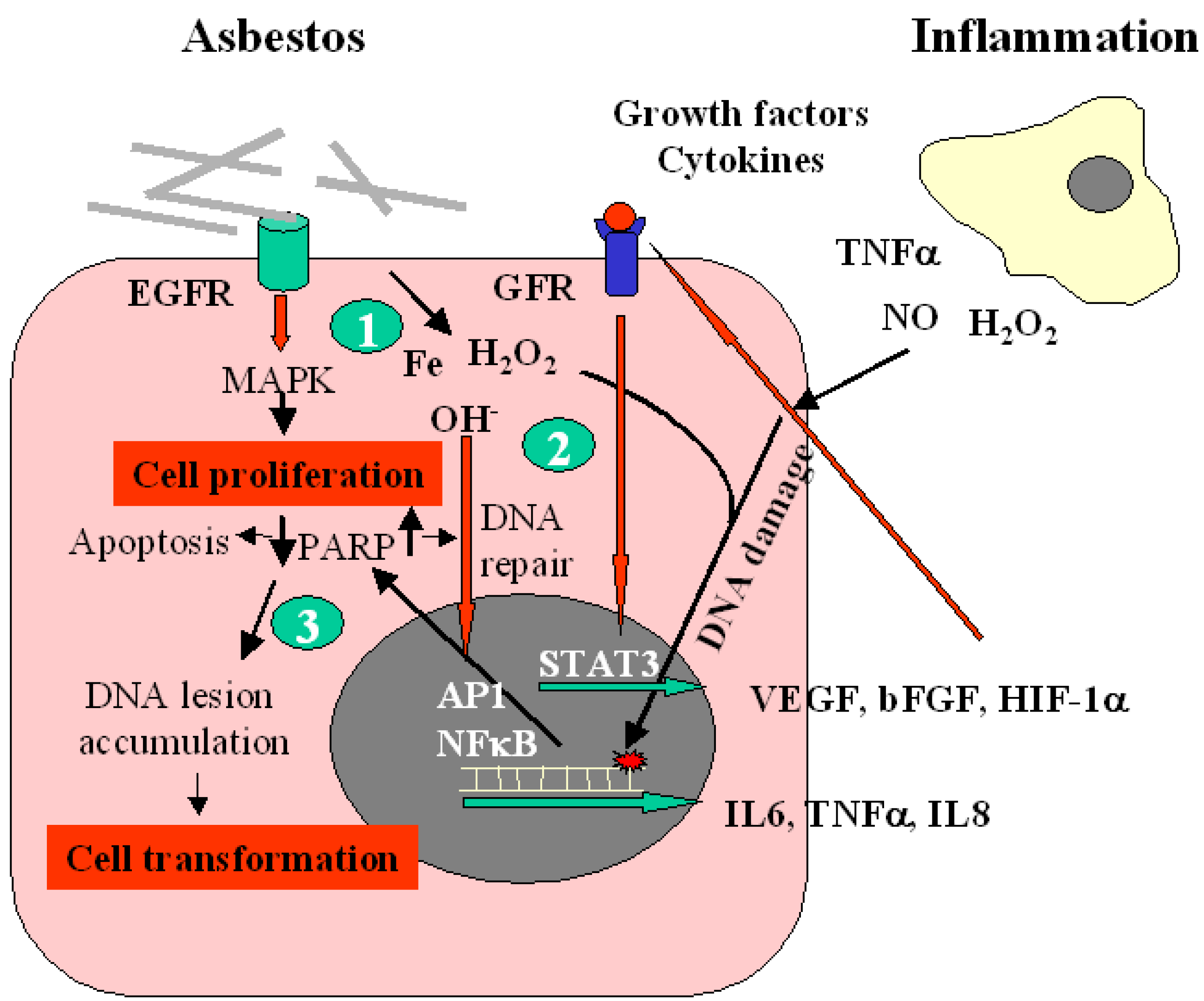 nivolumab mesothelioma uk