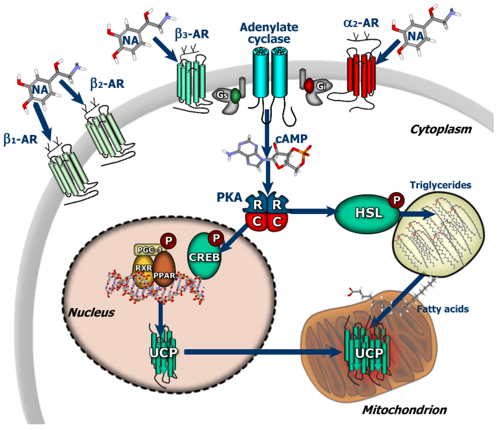 Ultrasound nanodroplets loaded with Siglec-G siRNA and Fe3O4