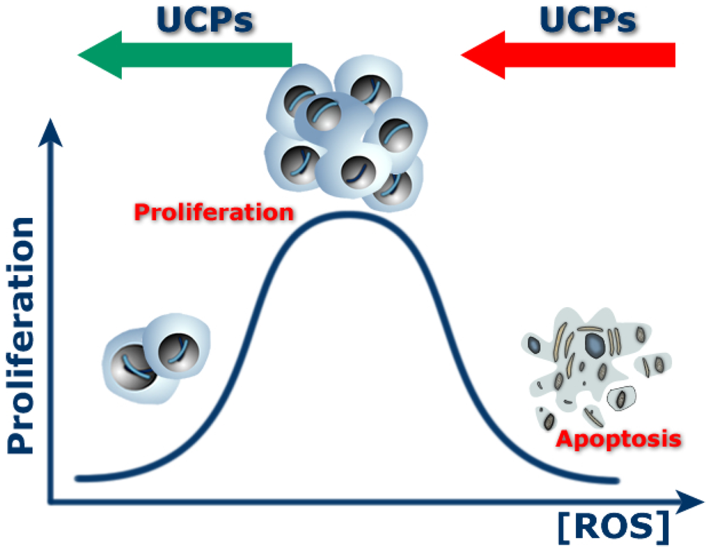 Role of Uncoupling Proteins in Cancer Role of Uncoupling Proteins in Cancer