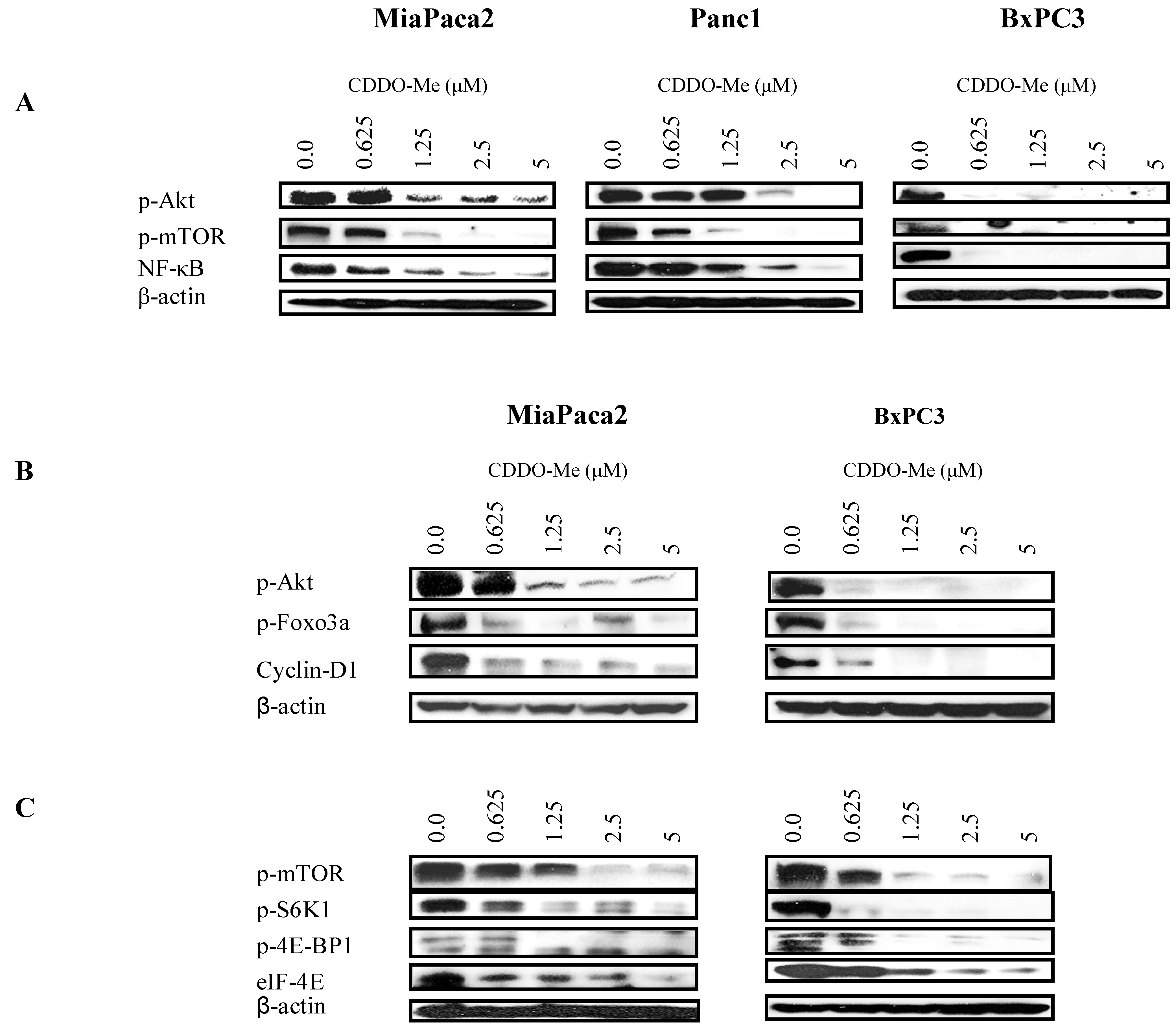 Cancers 02 01779 g004 1024