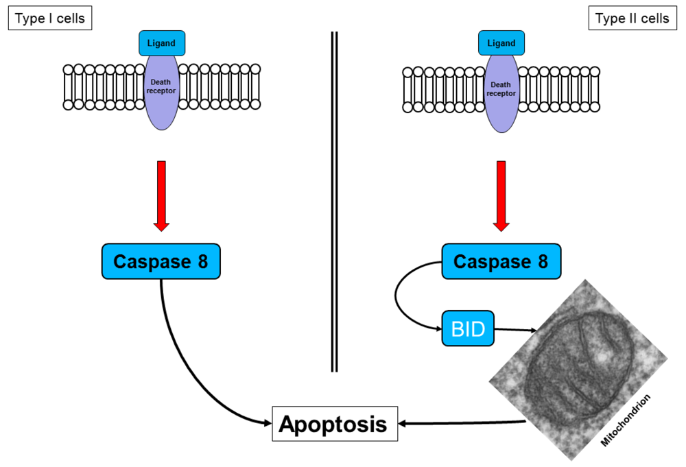 Cancers 03 00001f3 1024