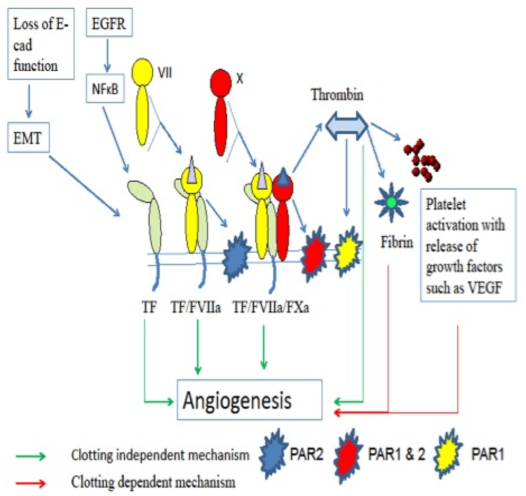 Cancers | Free Full-Text | The Hemostasis Apparatus in Pancreatic Cancer  and Its Importance beyond Thrombosis