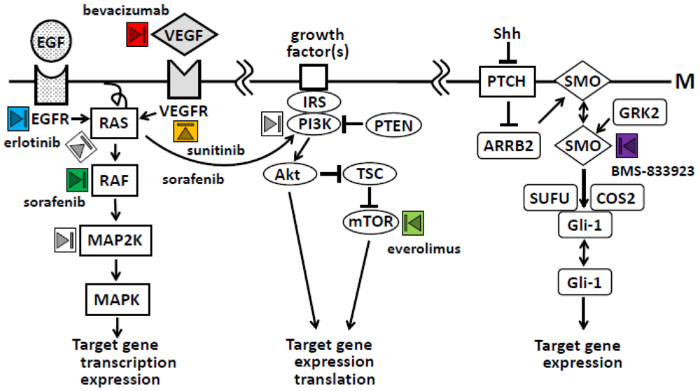 Cancers 03 00446f2 1024