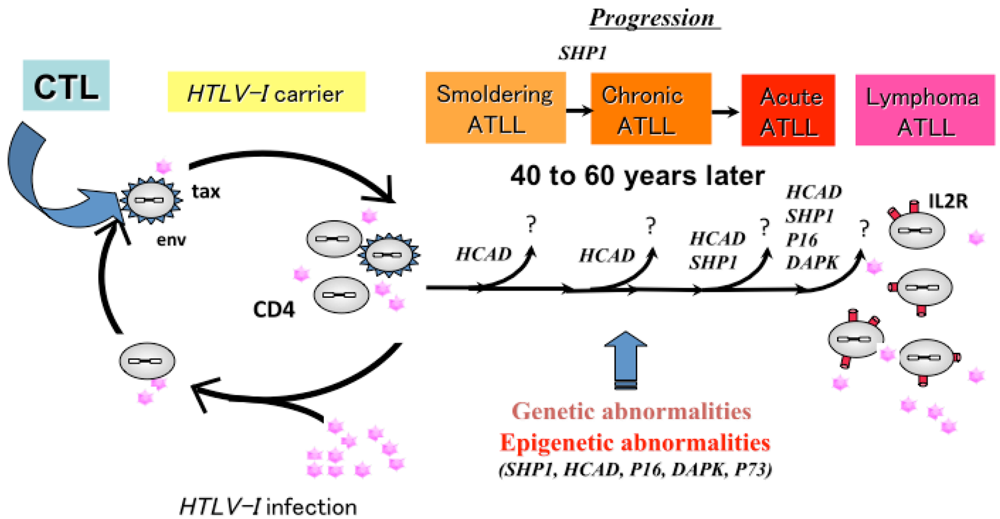 Cancers 03 00568f3 1024