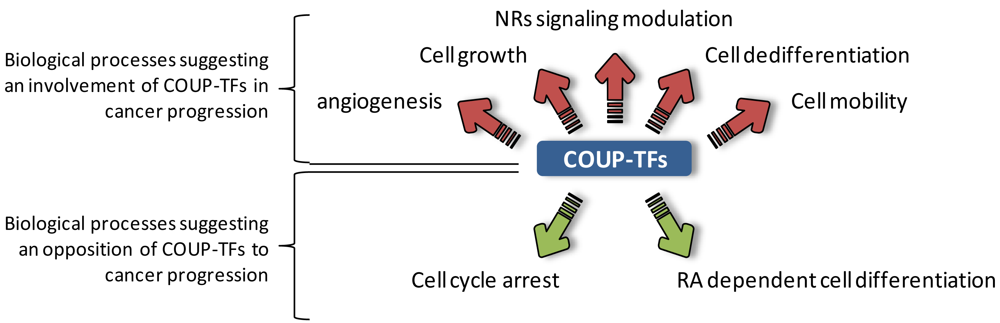 Cancers 03 00700f2 1024