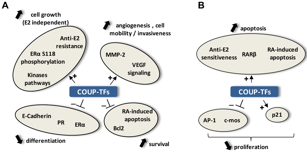 Cancers 03 00700f3 1024
