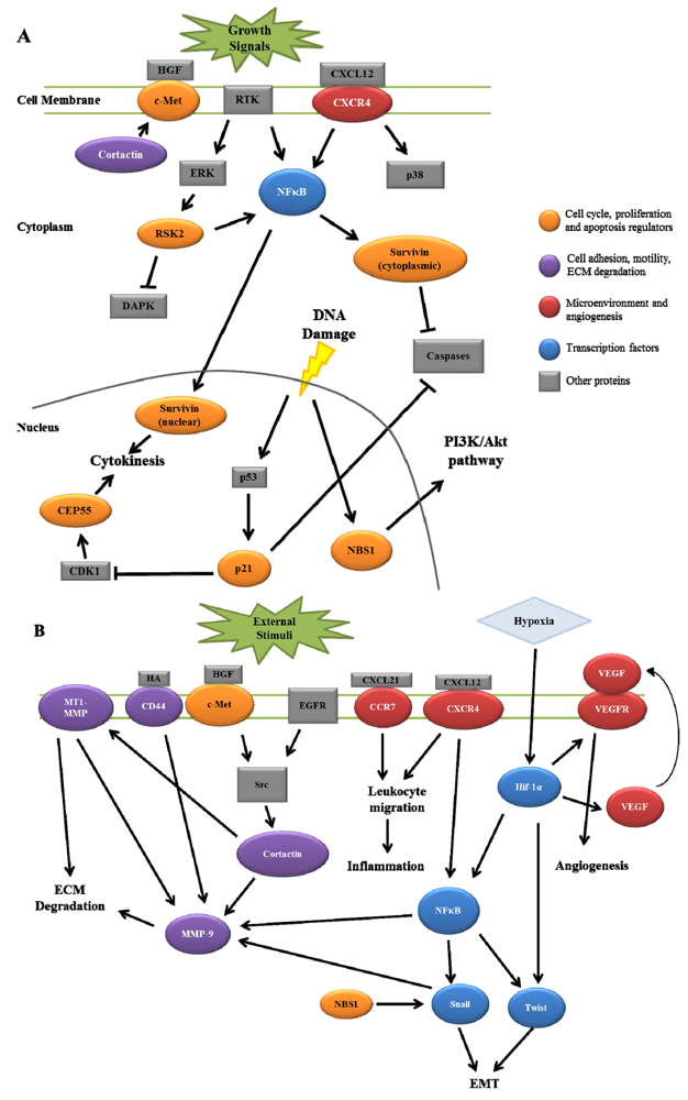 Cancers 03 00747f1 1024