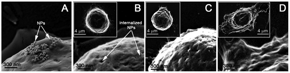 Cancers 03 00802f5 1024