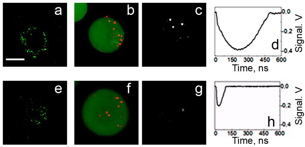 Cancers 03 00802f8 1024