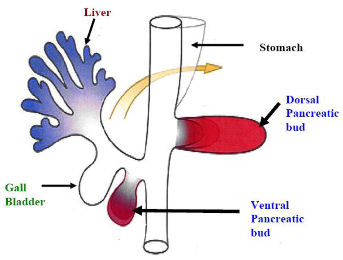 Cancers 03 00841f1 1024