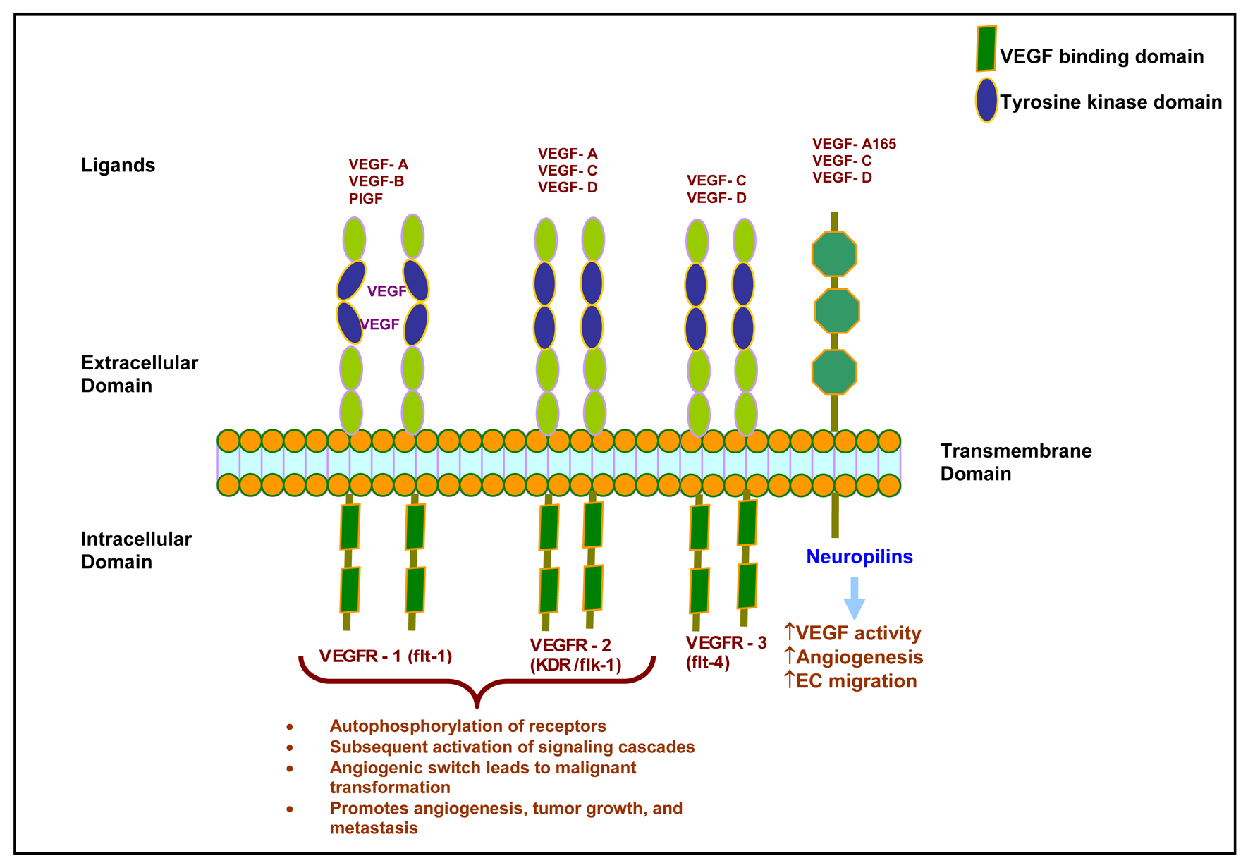 Cancers 03 00841f2 1024