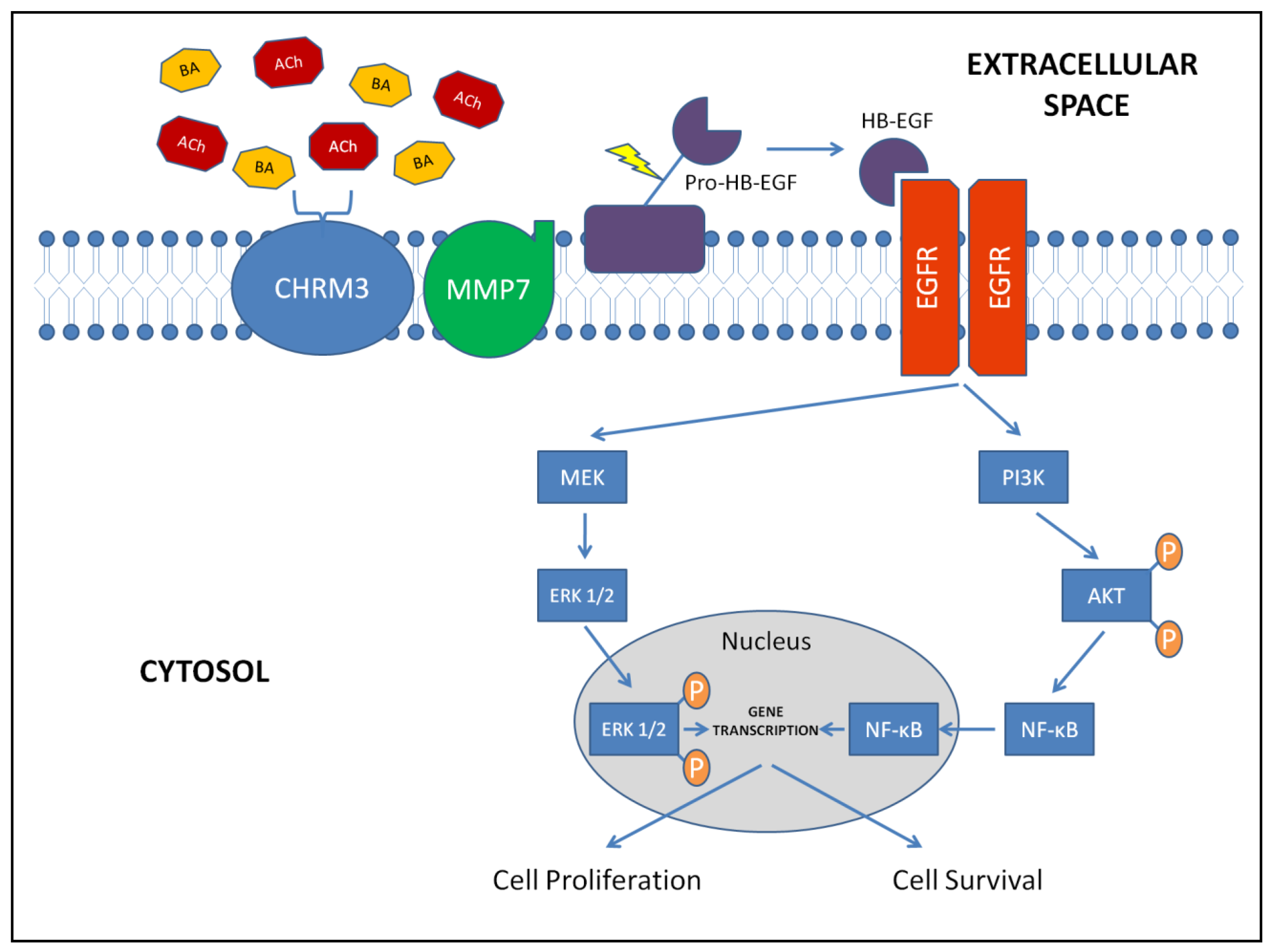 Cancers 03 00971f3 1024
