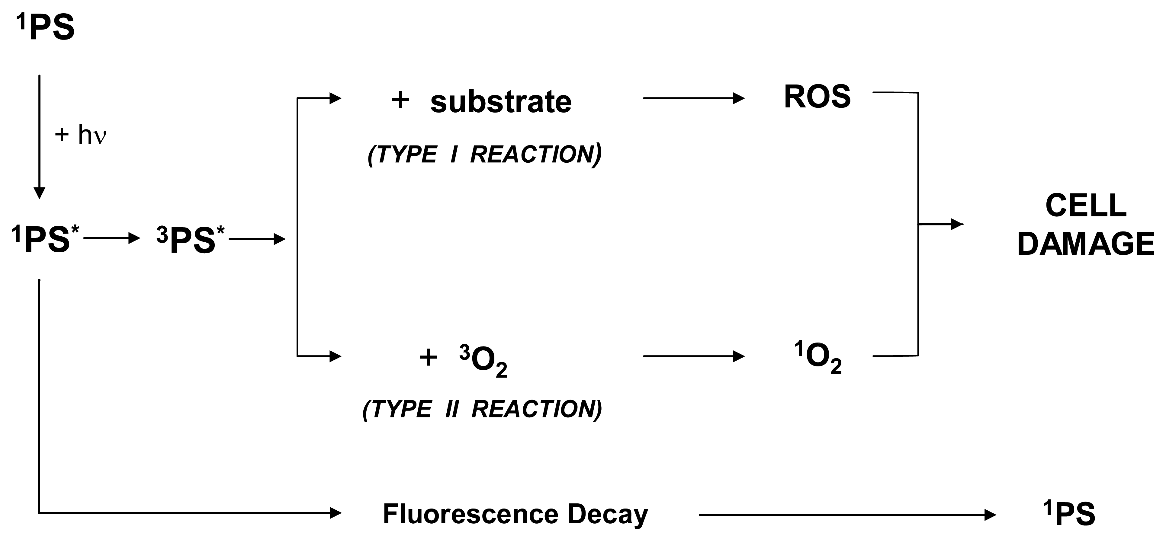 Cancers 03 01014f1 1024