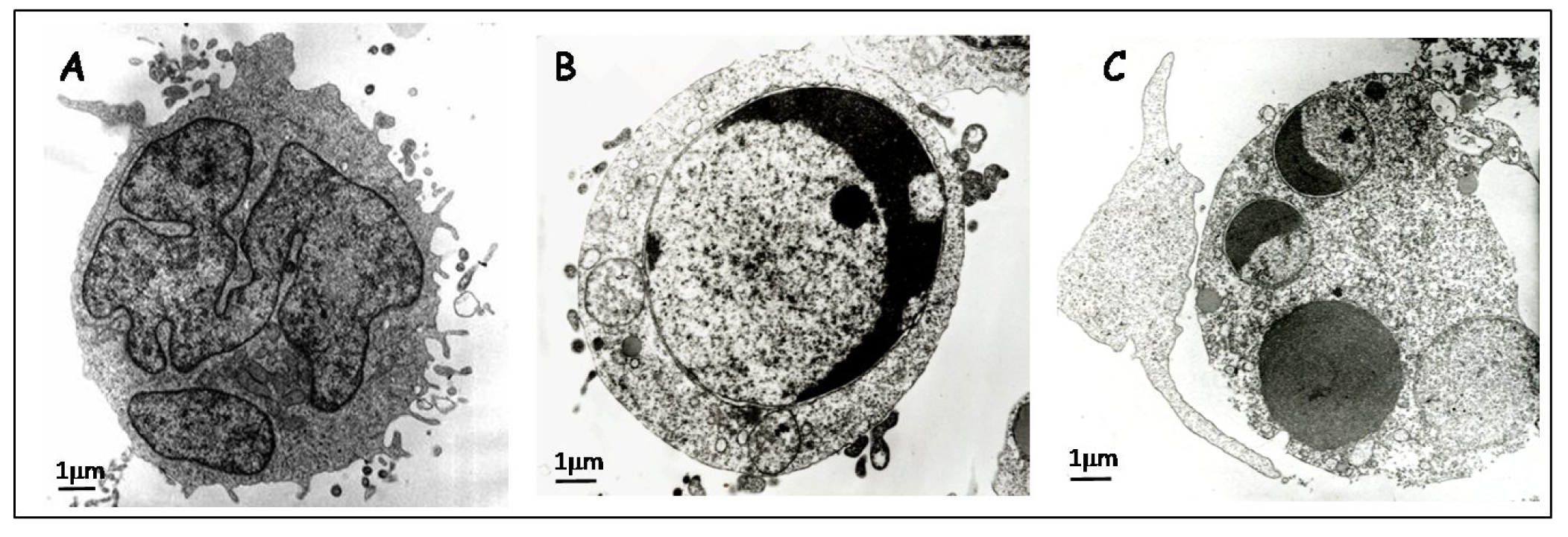 Cancers 03 01042f1 1024