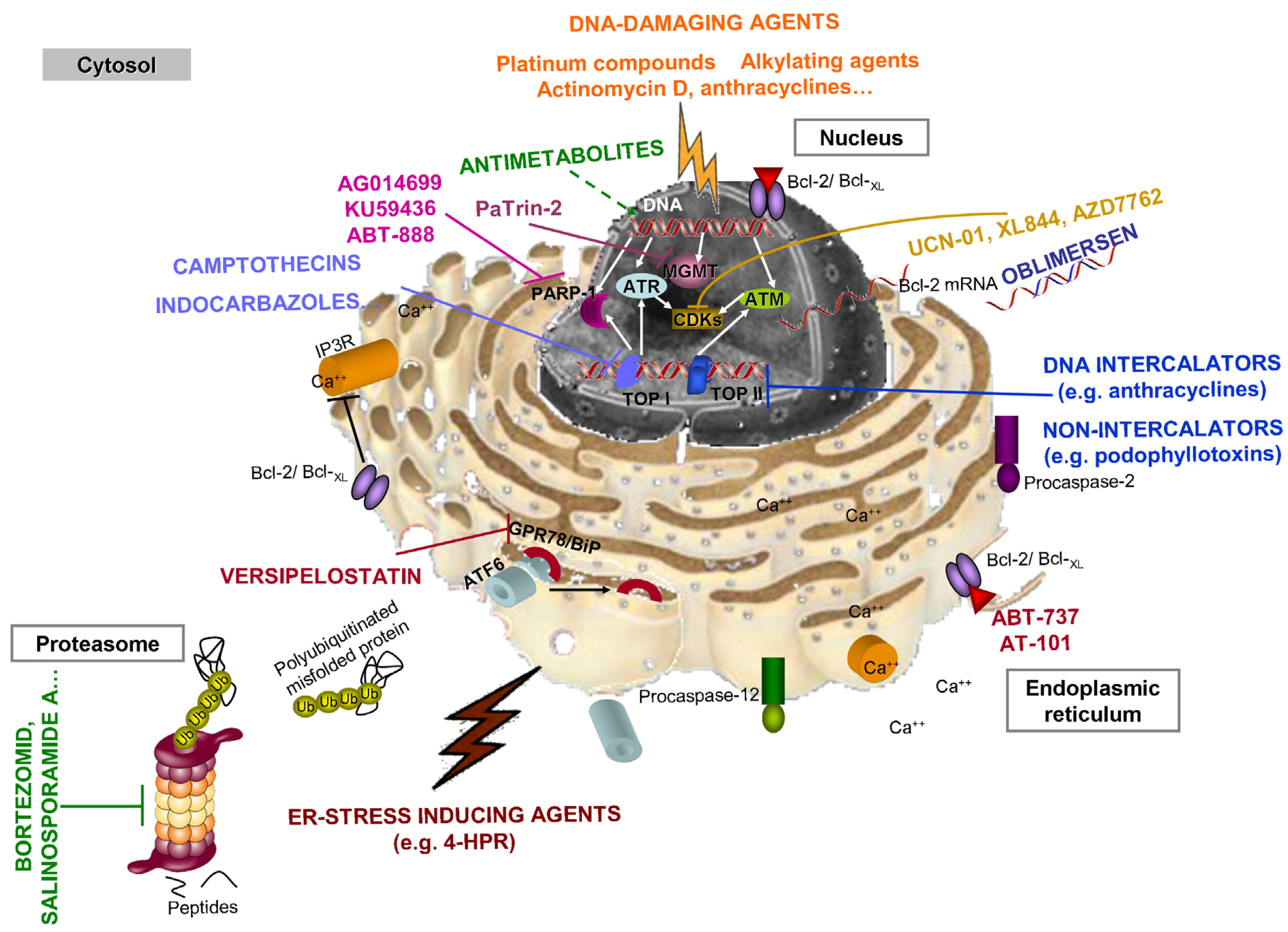 Cancers 03 01042f5 1024